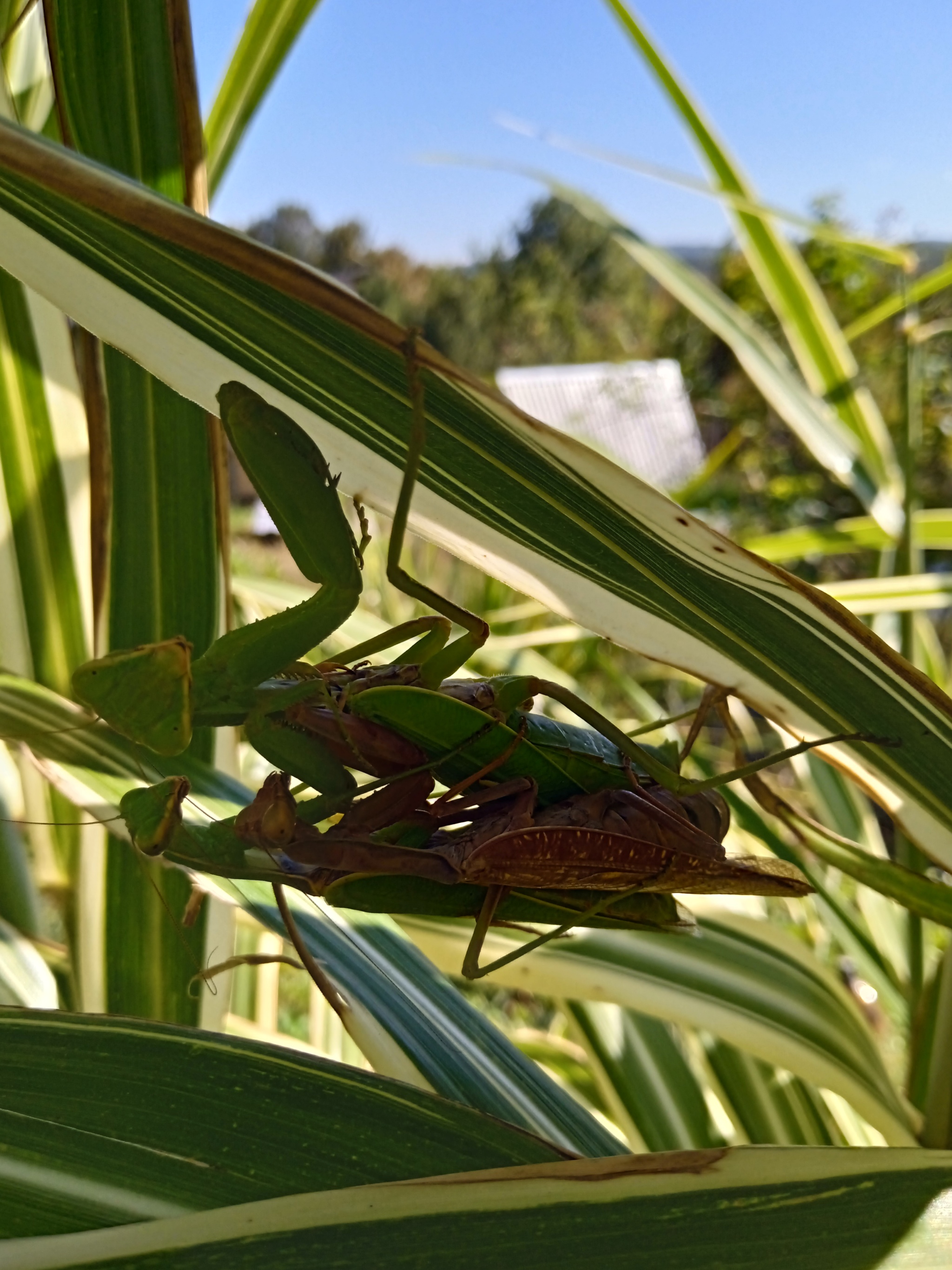 Reply to the post Praying Mantis Barsik - My, Mantis, Pets, Milota, Insects, Reply to post, Longpost