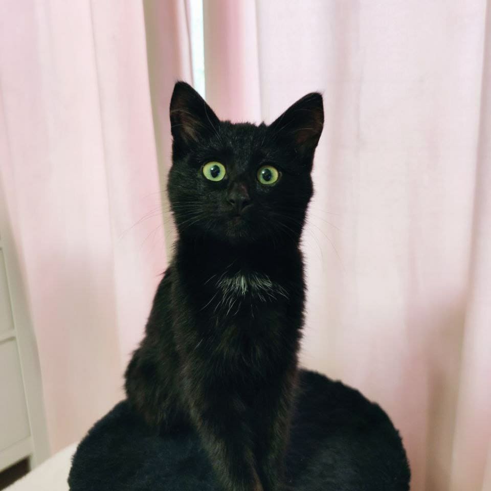 Black cat looking for a home - In good hands, Ufa, cat, Good league, Longpost, No rating