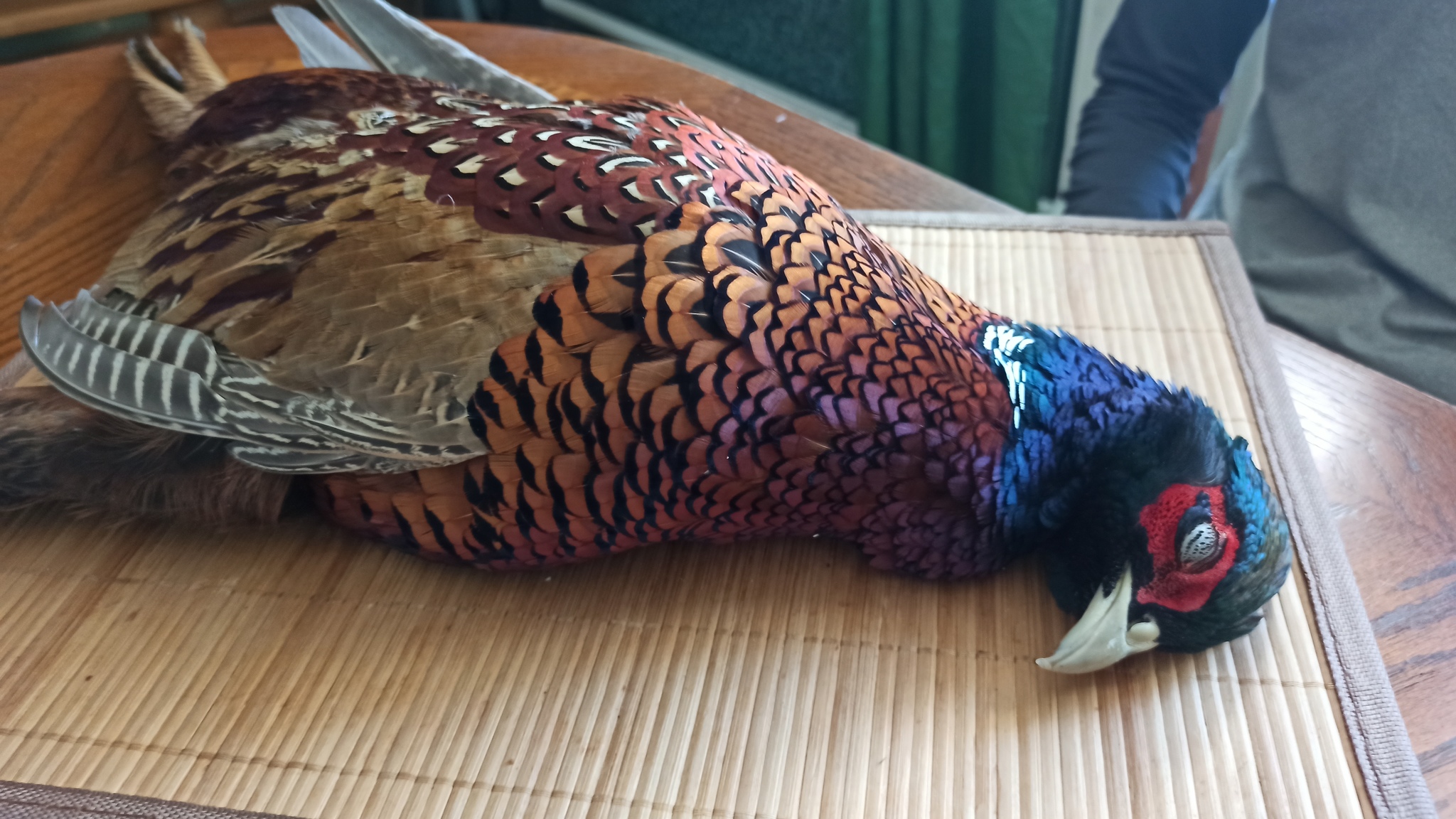 The morning begins with game! - My, Game, Pheasant, Life stories