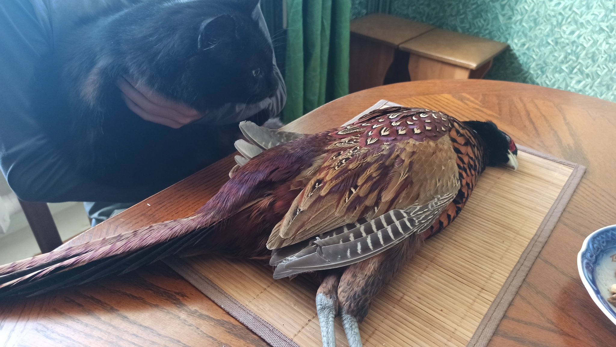 The morning begins with game! - My, Game, Pheasant, Life stories