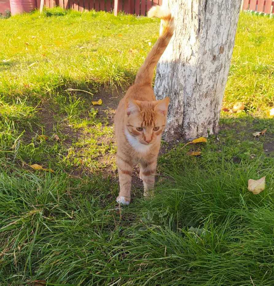 Redhead looking for a home - My, Minsk, Minsk Oblast, cat, Kittens, No rating, In good hands, Longpost