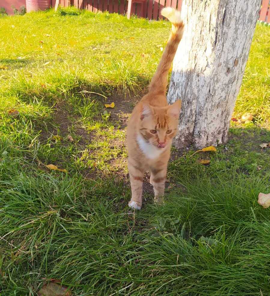 Redhead looking for a home - My, Minsk, Minsk Oblast, cat, Kittens, No rating, In good hands, Longpost