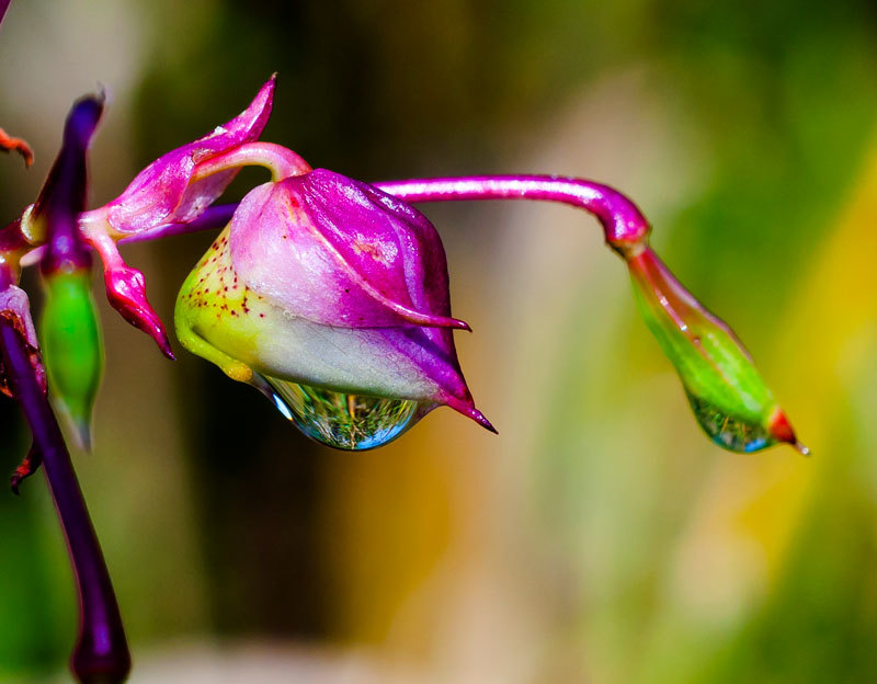 Drops - My, The photo, Drops, Macro photography, Longpost