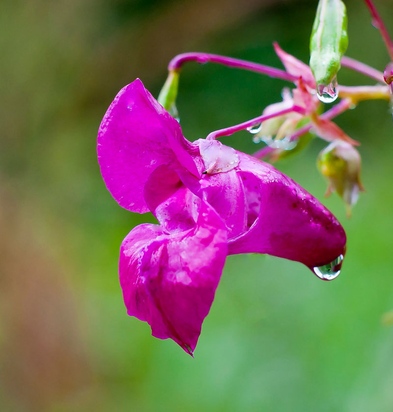 Drops - My, The photo, Drops, Macro photography, Longpost