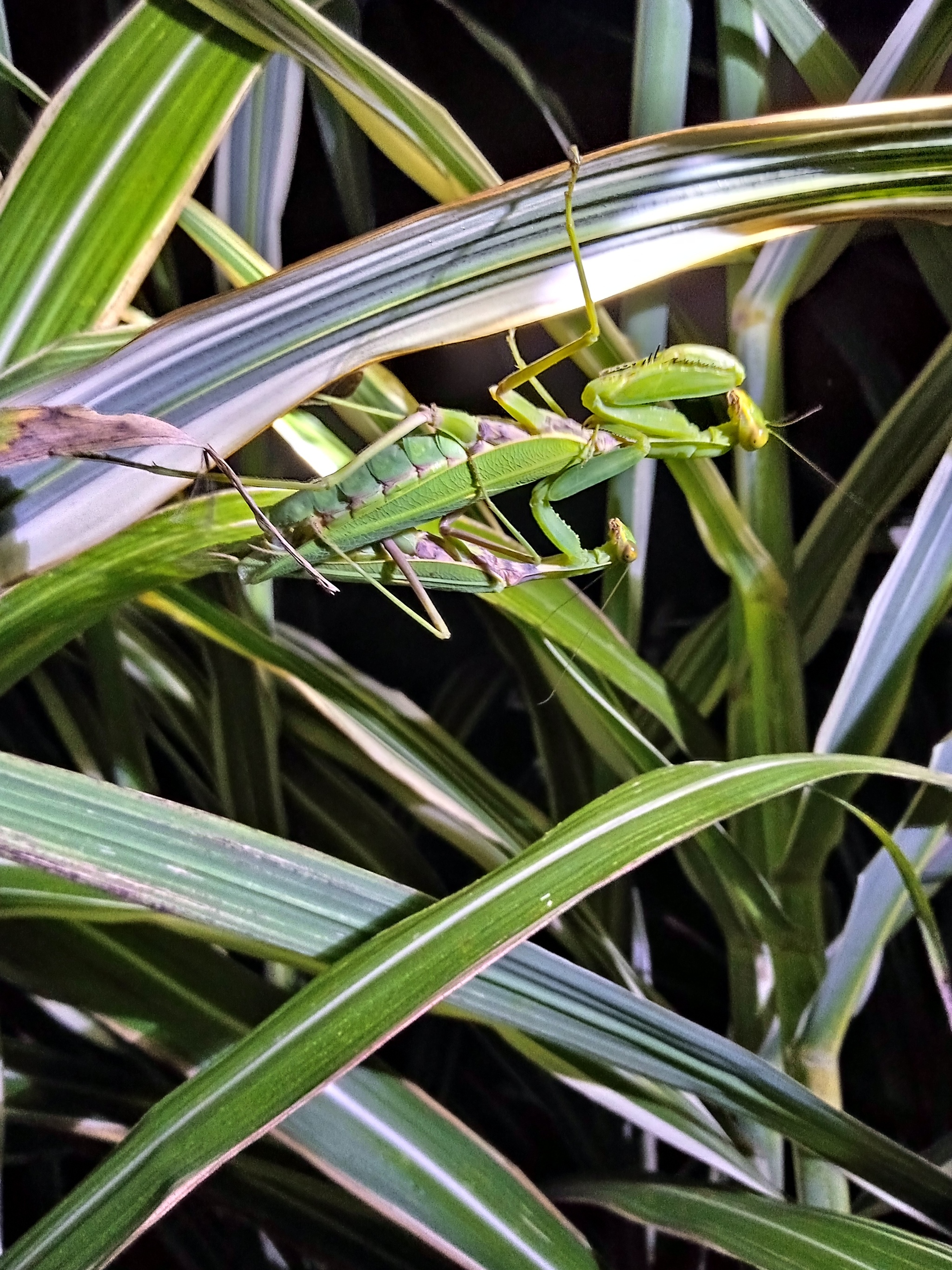 Reply to the post Praying Mantis Barsik - My, Mantis, Pets, Milota, Insects, Reply to post, Longpost