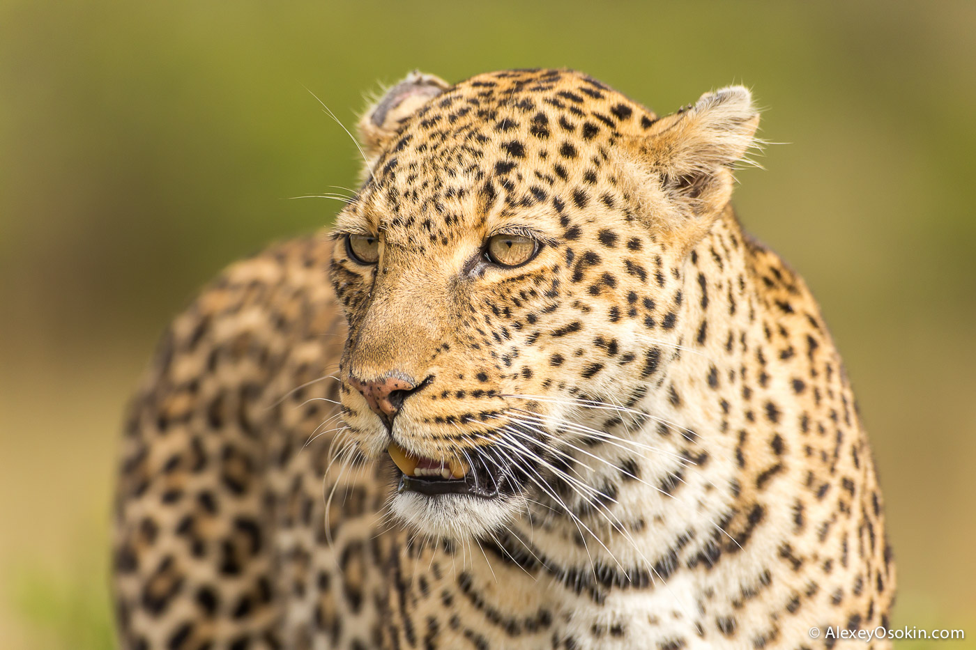 Leopard Lorian died... - Leopard, Big cats, Africa, Cat family, Predatory animals, Wild animals, Masai Mara, Kenya, Photographer, Alexey Osokin, The photo, Sad end, wildlife, Reserves and sanctuaries, Longpost, Negative