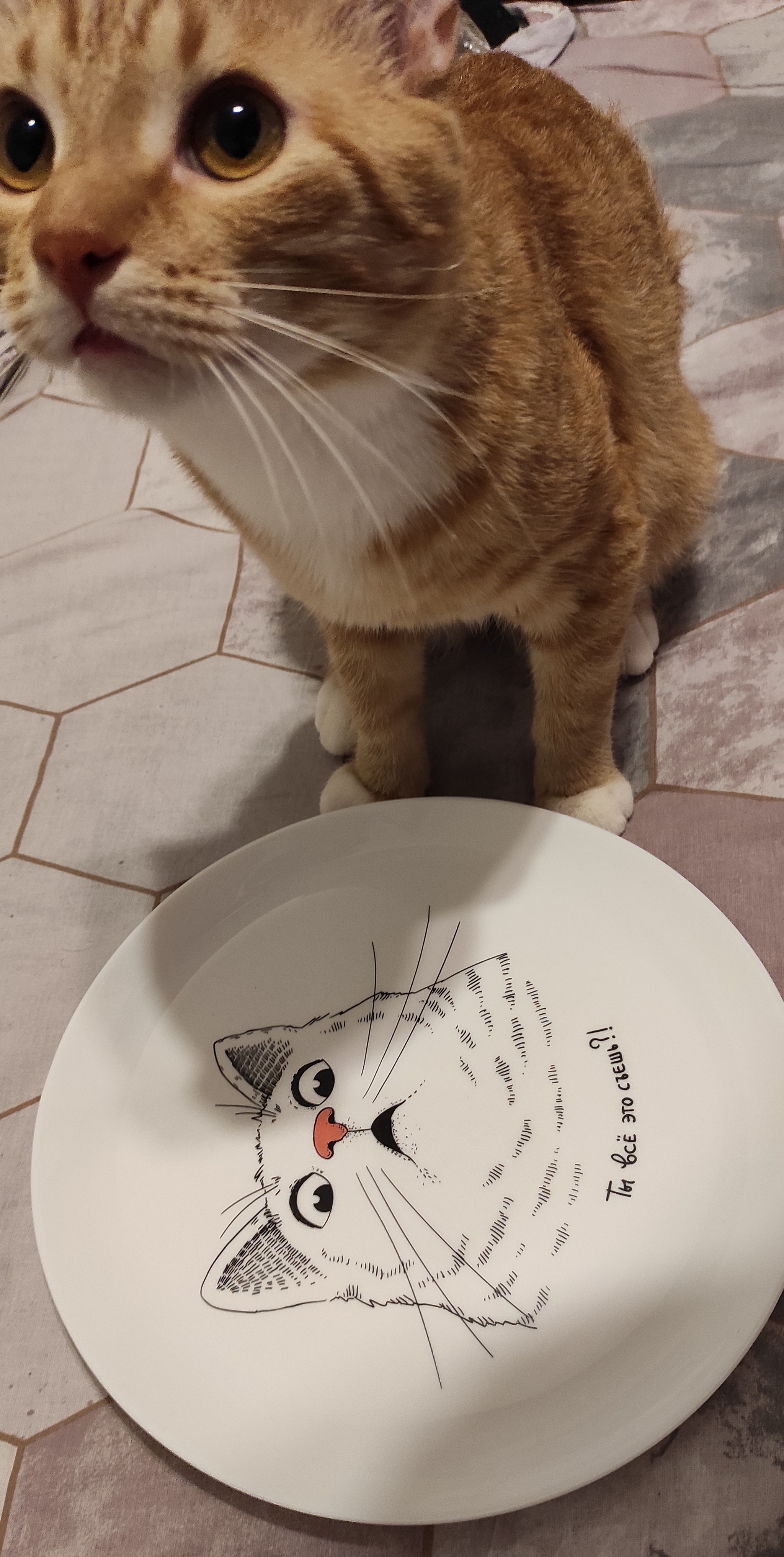 Have you eaten everything? - My, cat, Tableware, Hunger