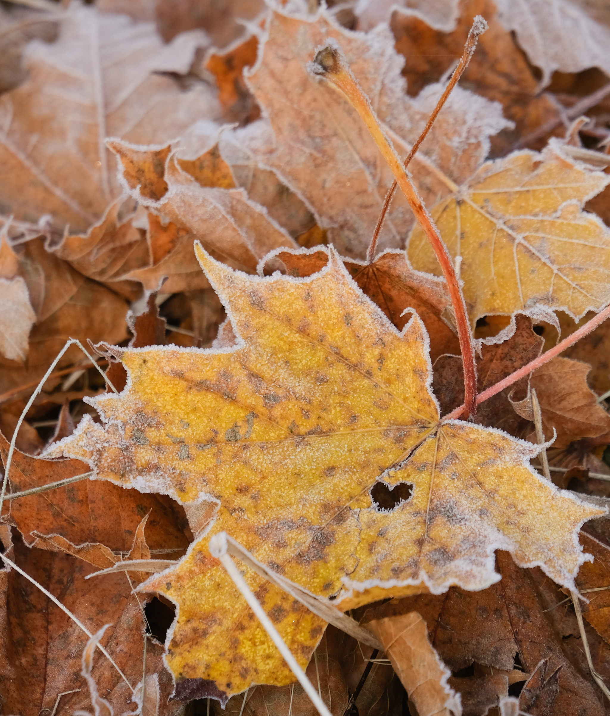 A little more autumn - Longpost, Web, Drops, Dew, Leaves, Autumn leaves, Autumn, Fujifilm, The photo, My