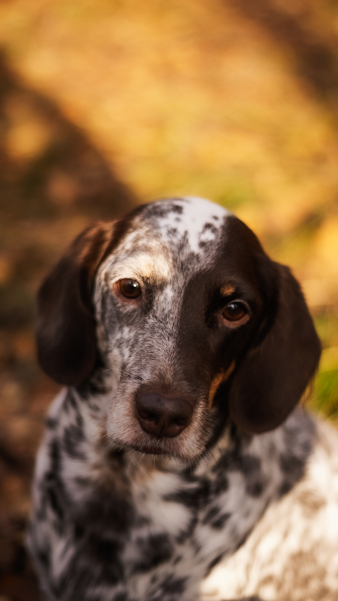 My dog, forest, autumn - My, Dog, Best friend, Туристы, Sony NEX, Longpost, Autumn