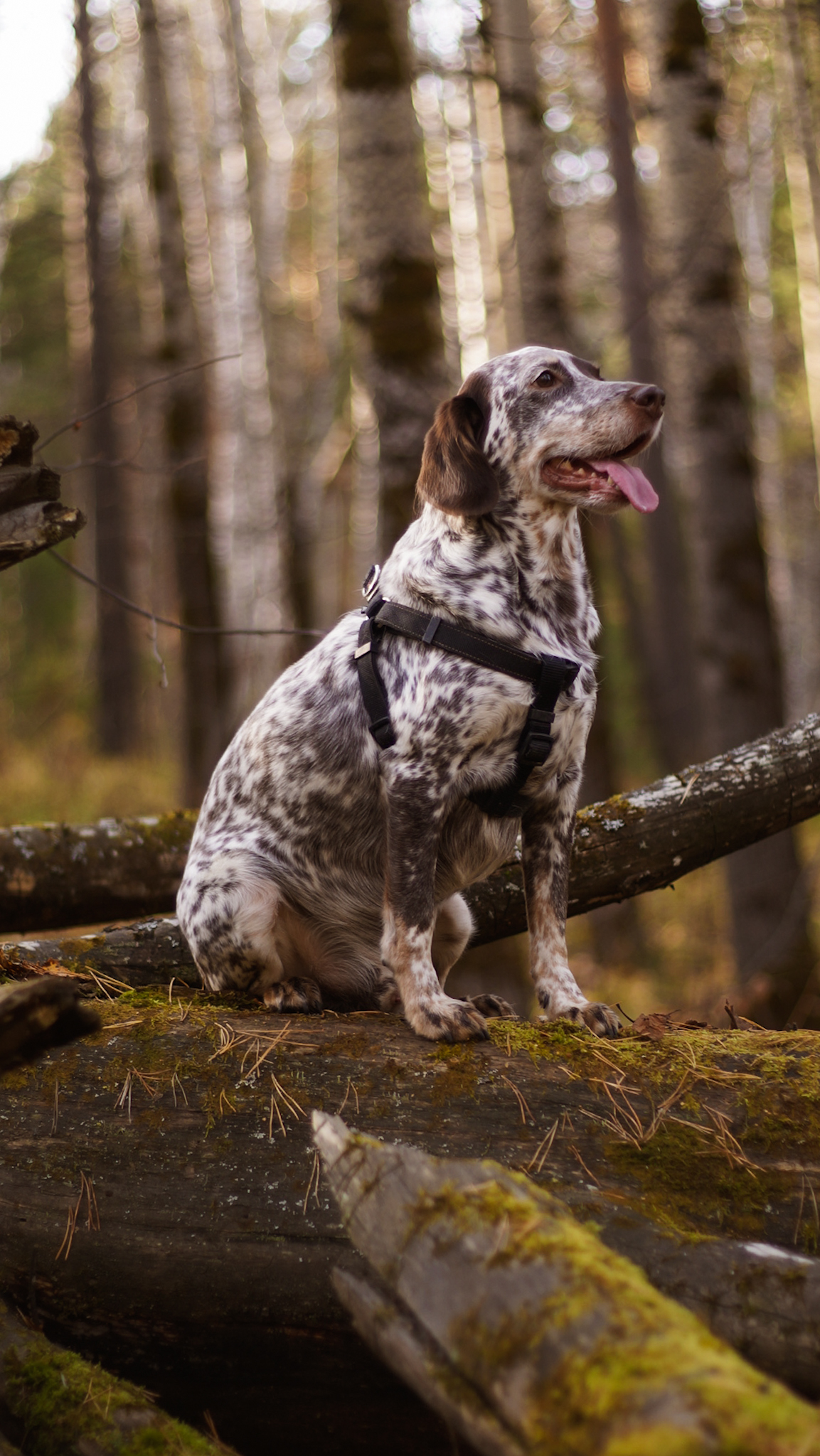 My dog, forest, autumn - My, Dog, Best friend, Туристы, Sony NEX, Longpost, Autumn