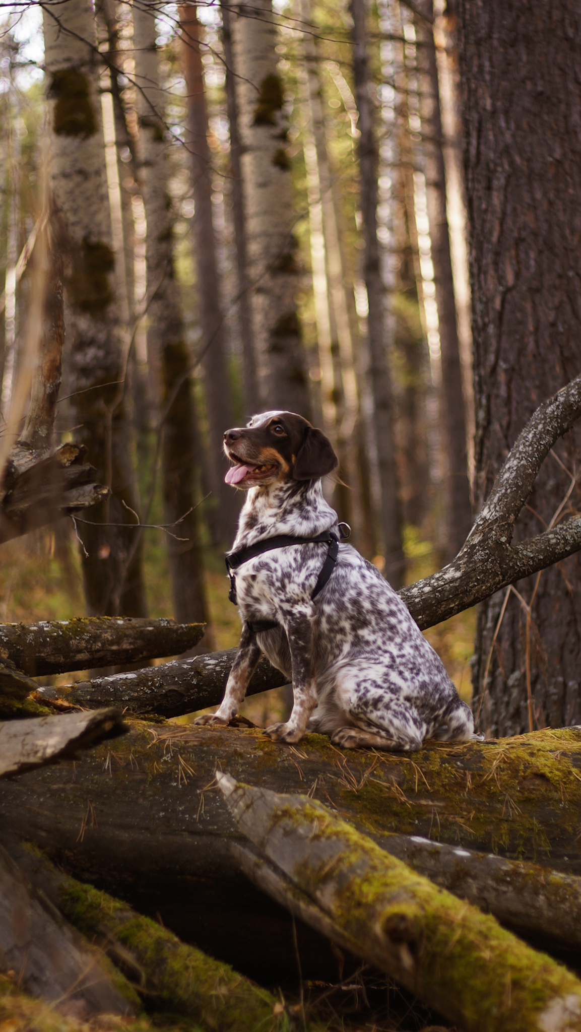 My dog, forest, autumn - My, Dog, Best friend, Туристы, Sony NEX, Longpost, Autumn