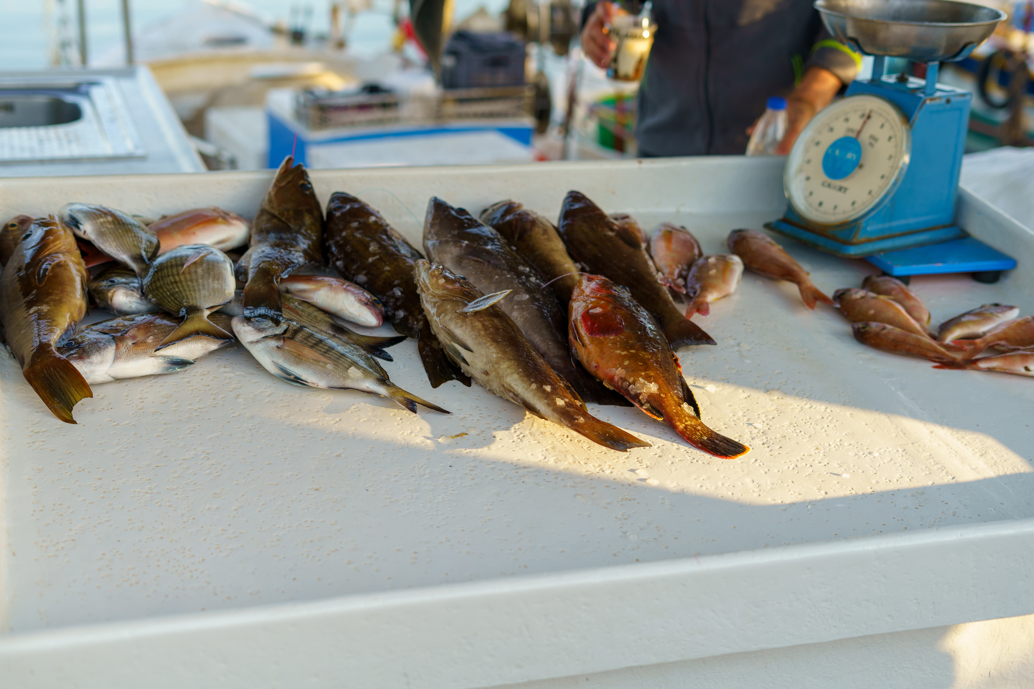 Fish market in Crete - My, Crete, Greece, Fishermen, Market, Fishing, Rethymnon, Longpost