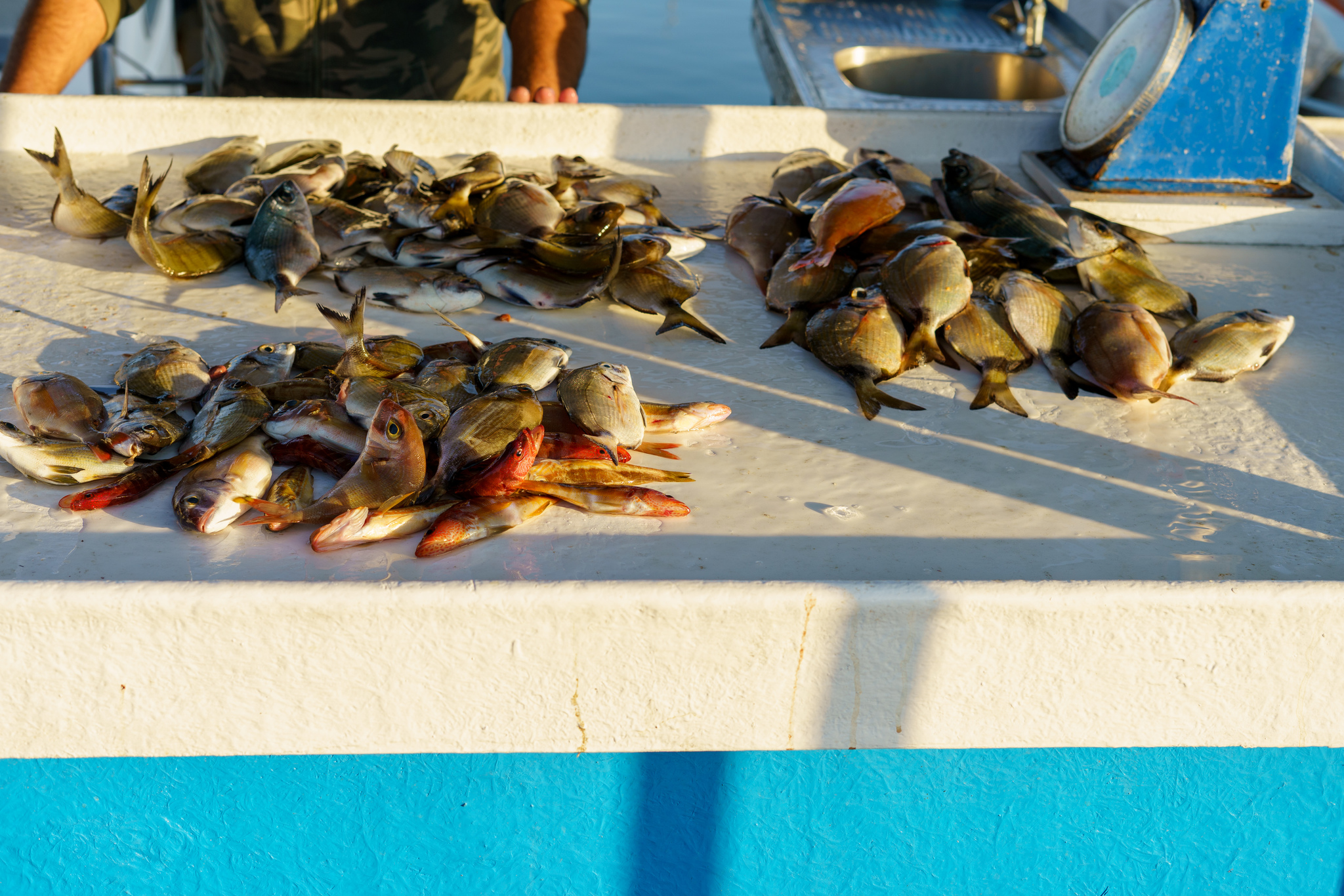 Fish market in Crete - My, Crete, Greece, Fishermen, Market, Fishing, Rethymnon, Longpost