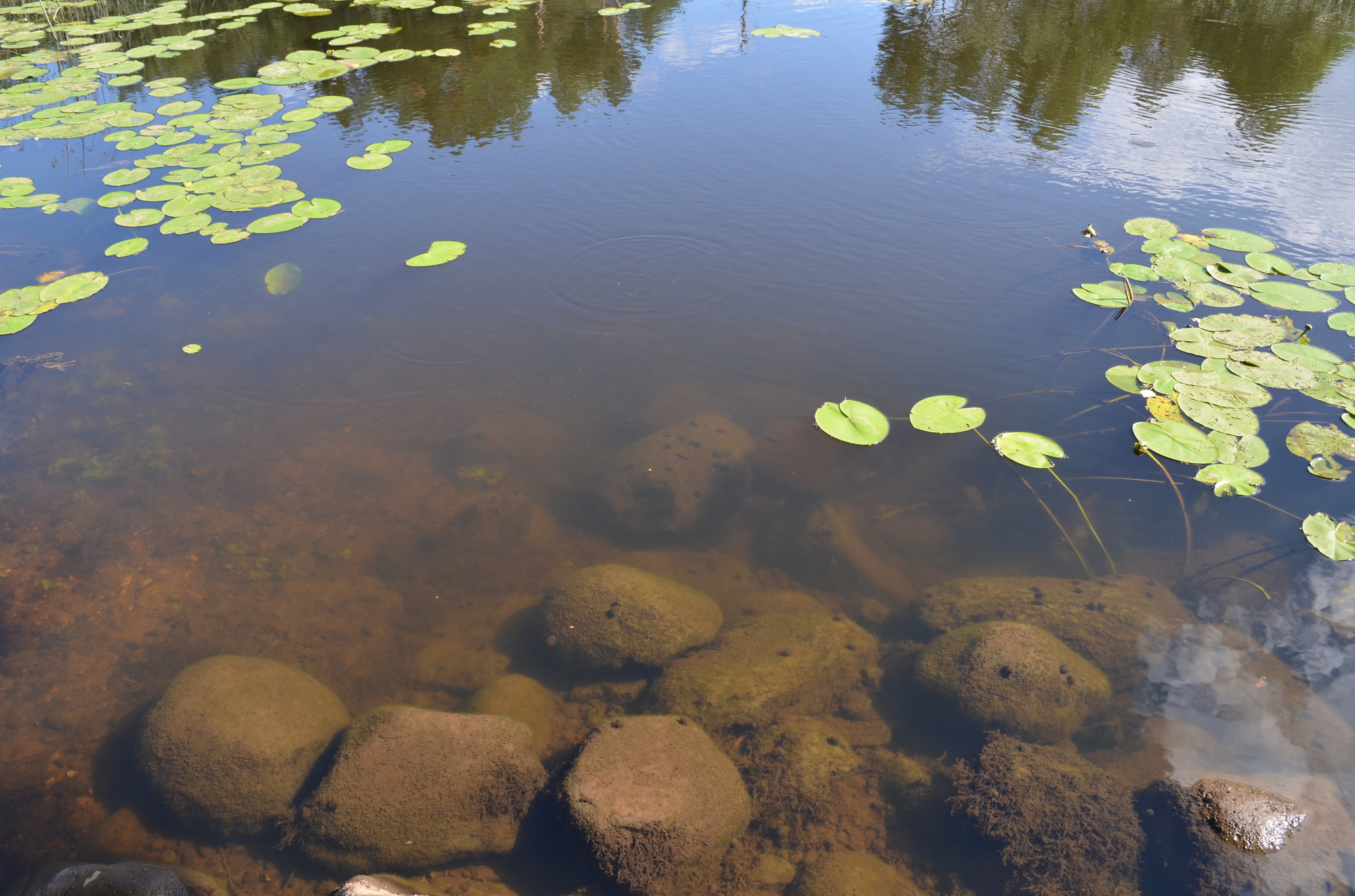 Shilskaya HPP - My, Hydroelectric power station, Opochka, Nature, Fishing, The photo, Longpost