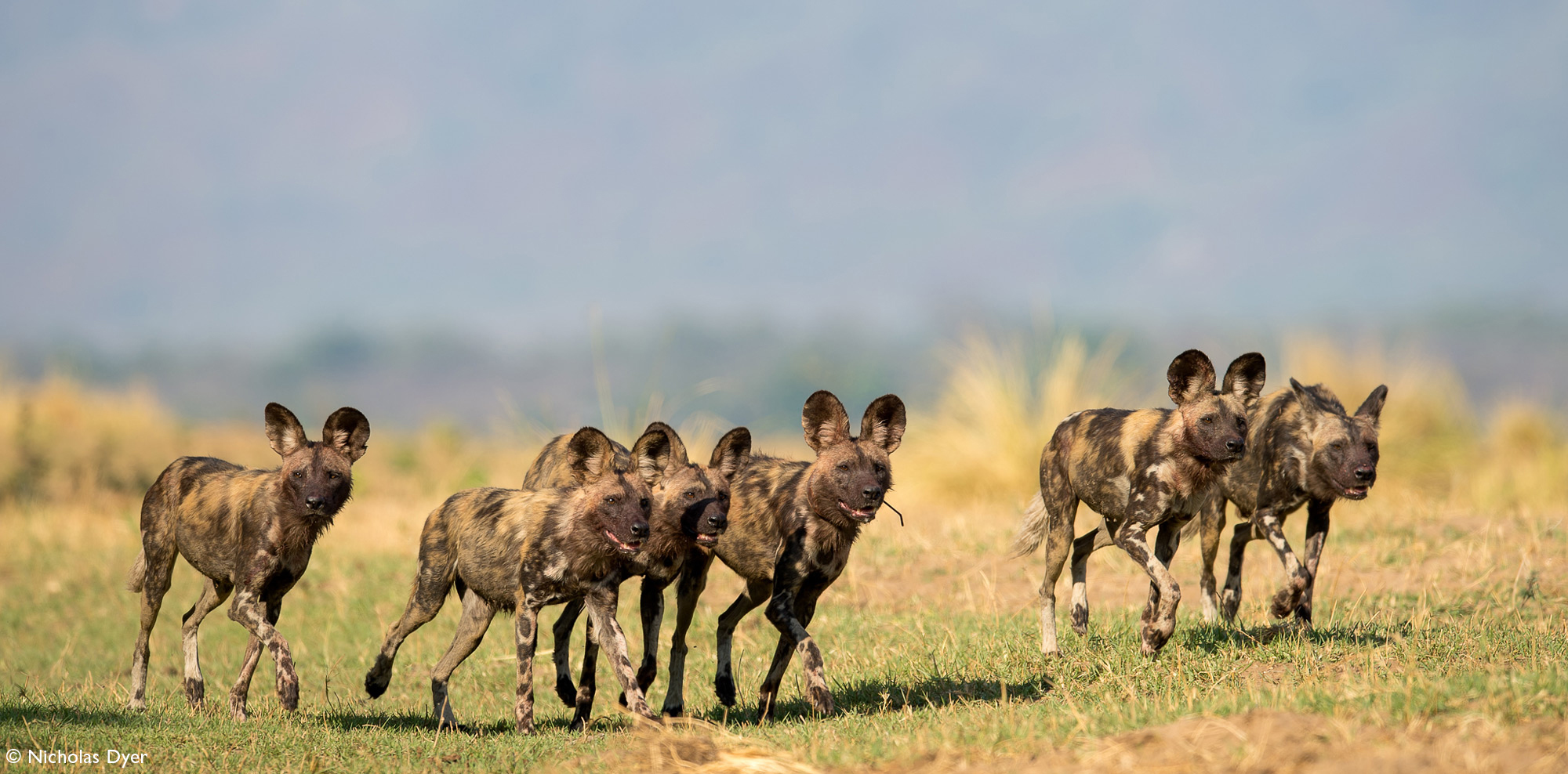 Fading Dynasties. - Hyena dog, Canines, Predatory animals, Wild animals, wildlife, National park, Rare view, Africa, Puppies, Longpost, Text, The photo