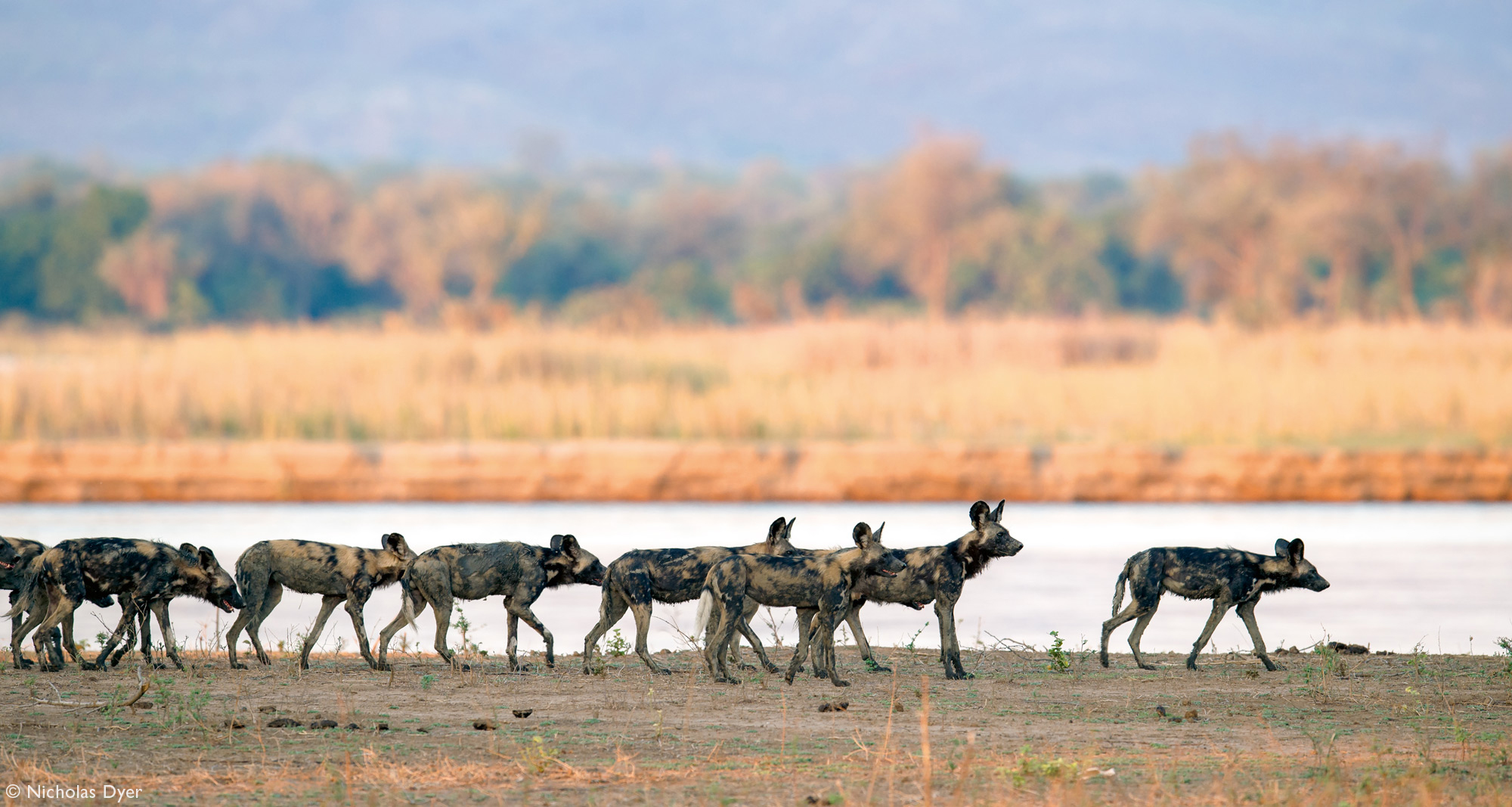 Fading Dynasties. - Hyena dog, Canines, Predatory animals, Wild animals, wildlife, National park, Rare view, Africa, Puppies, Longpost, Text, The photo