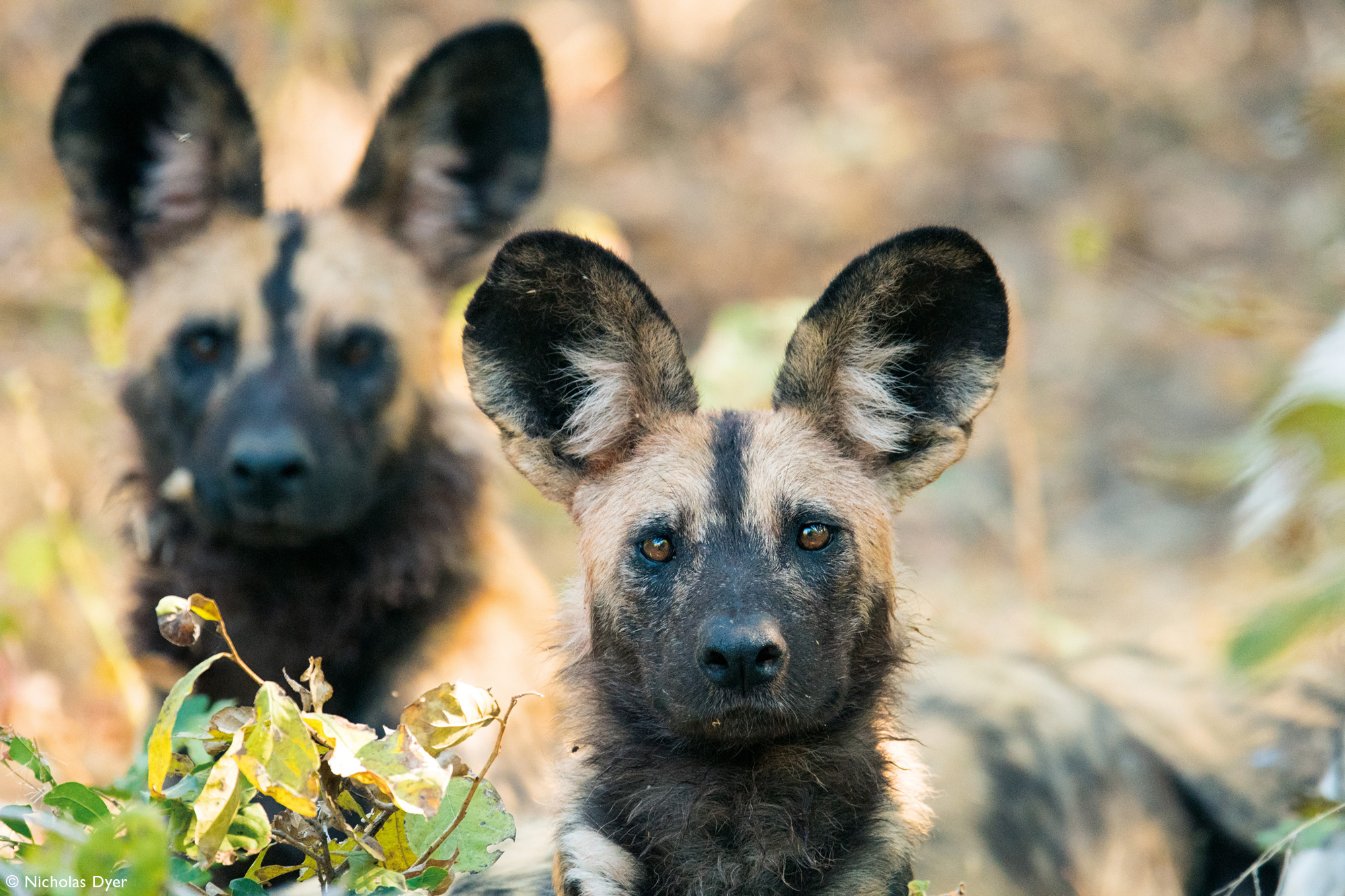 Fading Dynasties. - Hyena dog, Canines, Predatory animals, Wild animals, wildlife, National park, Rare view, Africa, Puppies, Longpost, Text, The photo