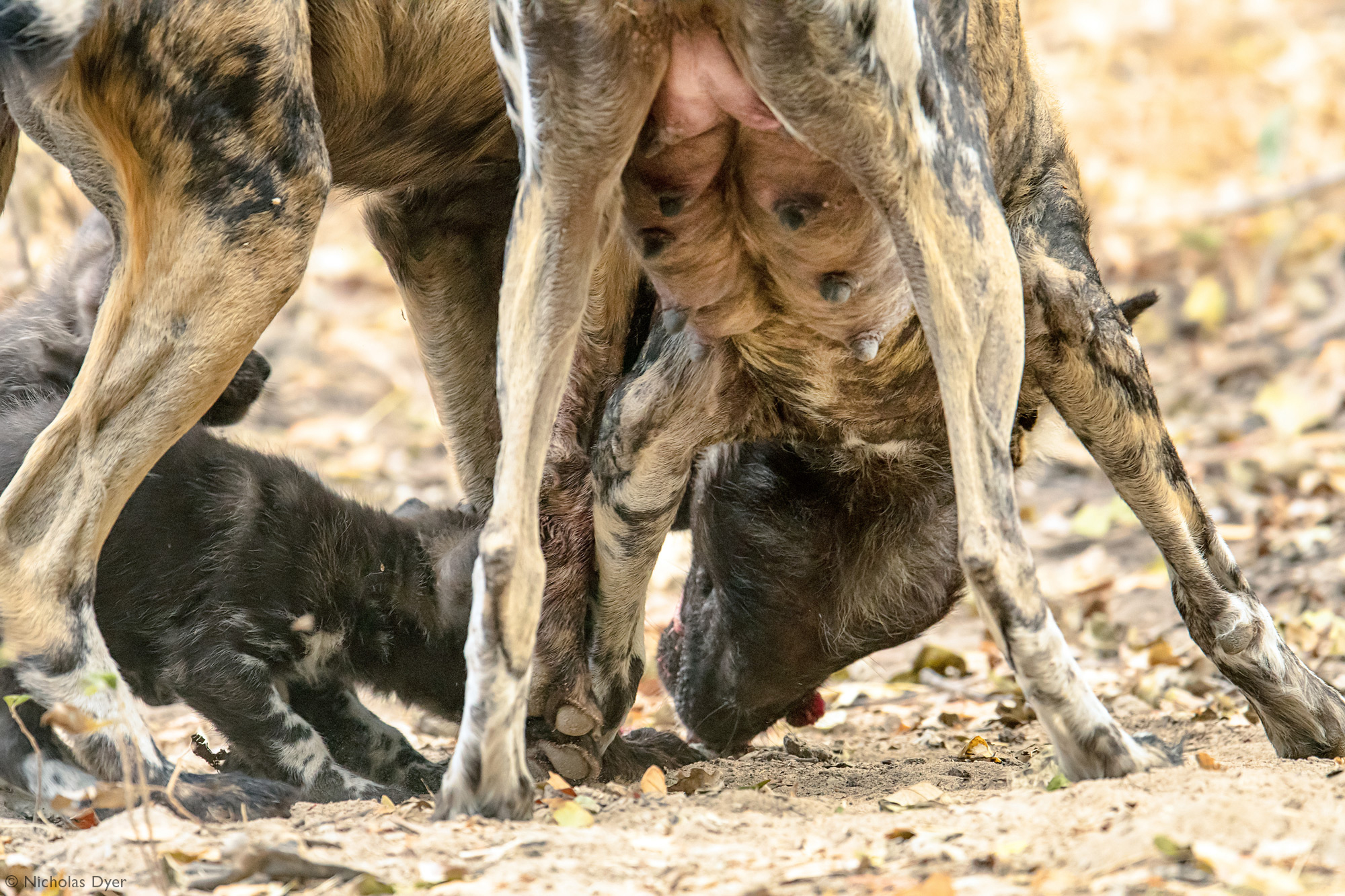 Fading Dynasties. - Hyena dog, Canines, Predatory animals, Wild animals, wildlife, National park, Rare view, Africa, Puppies, Longpost, Text, The photo