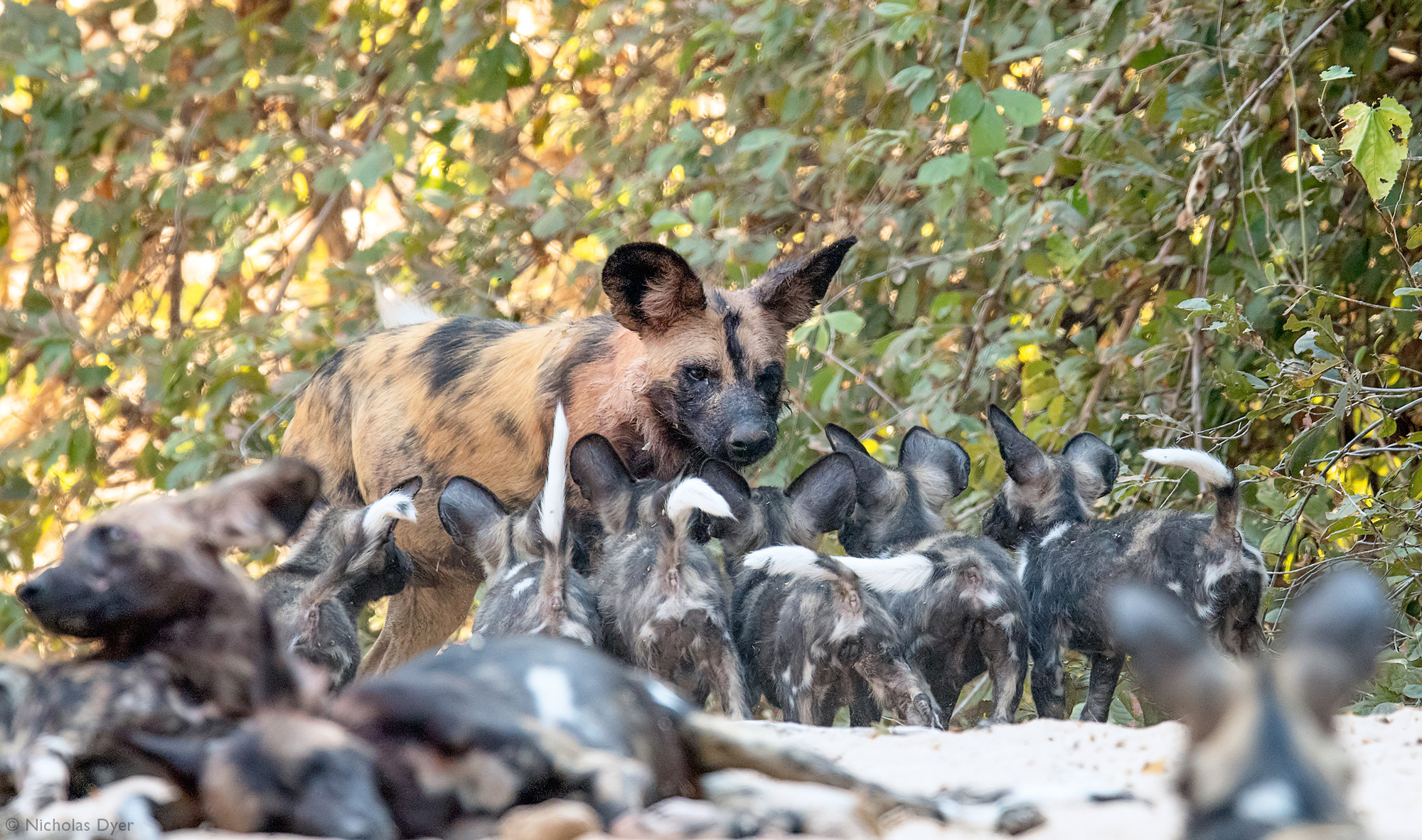 Fading Dynasties. - Hyena dog, Canines, Predatory animals, Wild animals, wildlife, National park, Rare view, Africa, Puppies, Longpost, Text, The photo