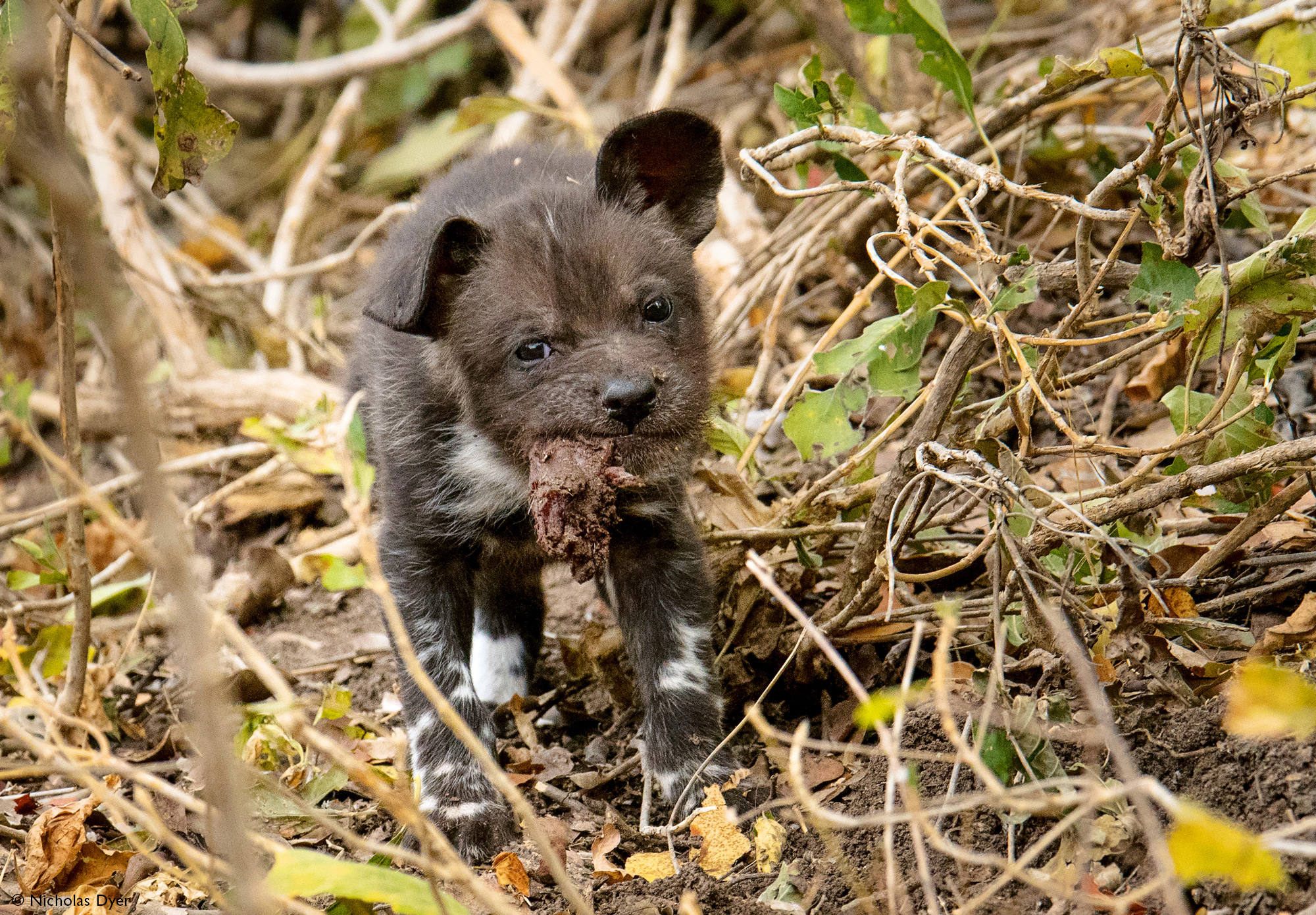 Fading Dynasties. - Hyena dog, Canines, Predatory animals, Wild animals, wildlife, National park, Rare view, Africa, Puppies, Longpost, Text, The photo