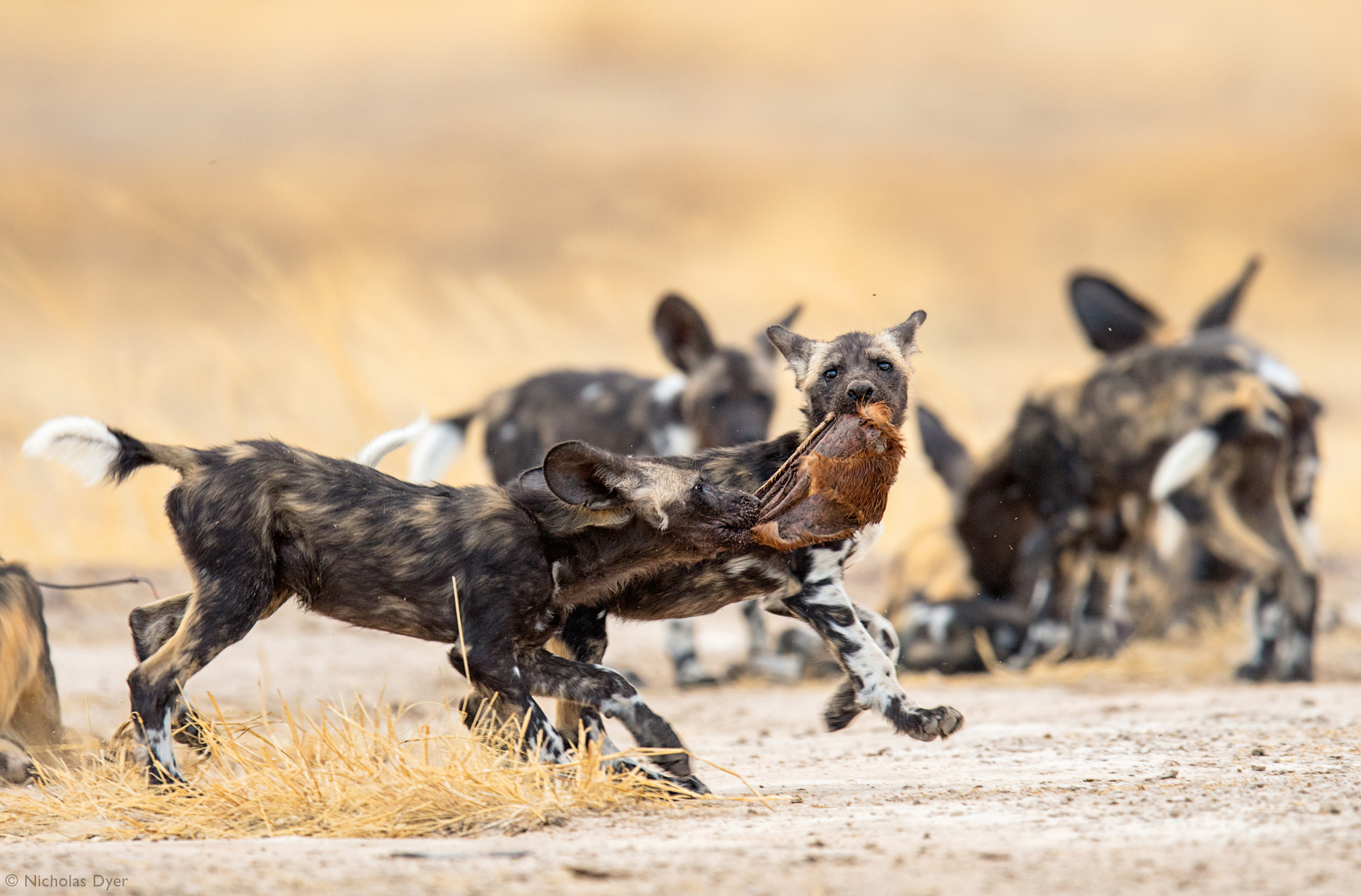 Fading Dynasties. - Hyena dog, Canines, Predatory animals, Wild animals, wildlife, National park, Rare view, Africa, Puppies, Longpost, Text, The photo