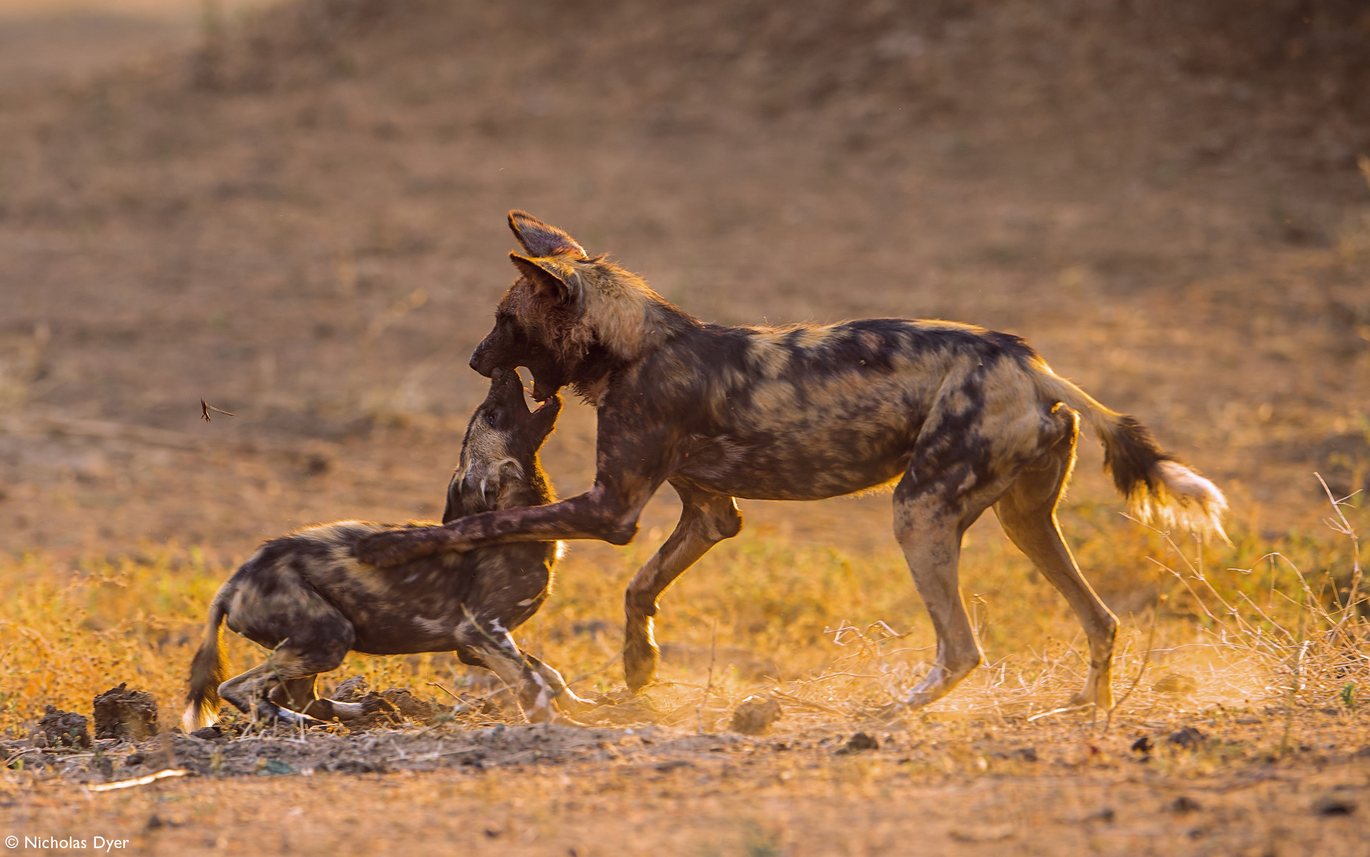 Fading Dynasties. - Hyena dog, Canines, Predatory animals, Wild animals, wildlife, National park, Rare view, Africa, Puppies, Longpost, Text, The photo