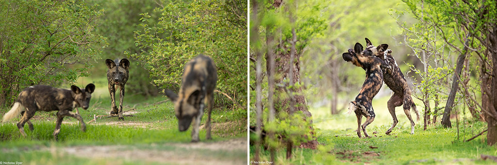 Fading Dynasties. - Hyena dog, Canines, Predatory animals, Wild animals, wildlife, National park, Rare view, Africa, Puppies, Longpost, Text, The photo