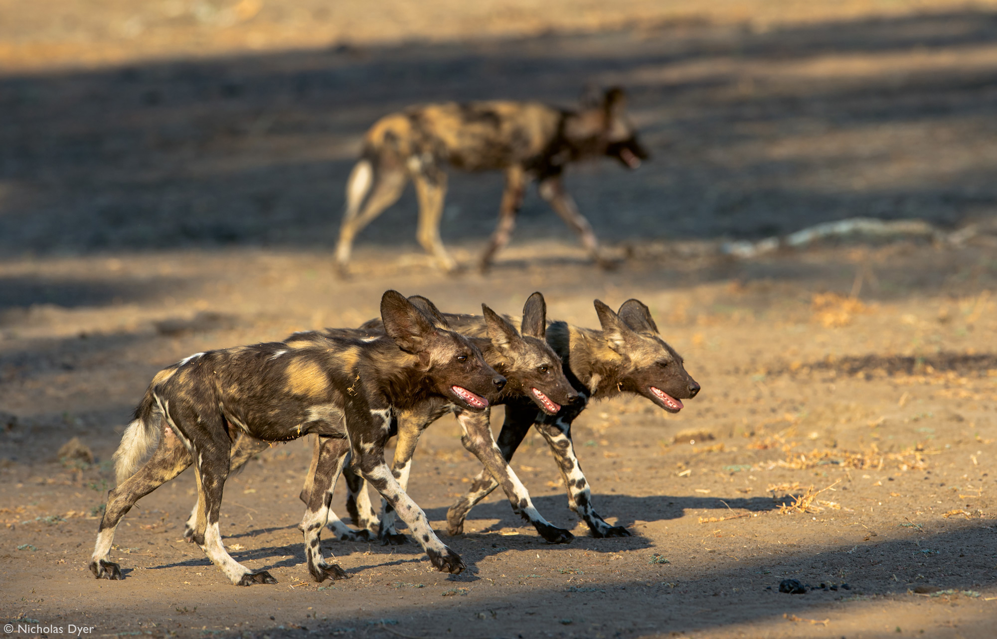 Fading Dynasties. - Hyena dog, Canines, Predatory animals, Wild animals, wildlife, National park, Rare view, Africa, Puppies, Longpost, Text, The photo