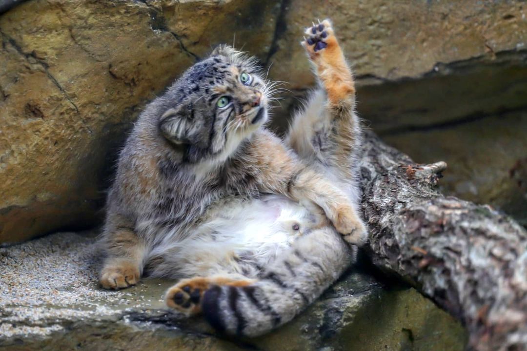 Being a beautiful fluffy cat is not easy... - Pallas' cat, Small cats, Cat family, Fluffy, Milota, Pet the cat, Predatory animals, Wild animals, , Yokohama, Japan, Safari Park, Sight, Washing, Interesting, Longpost