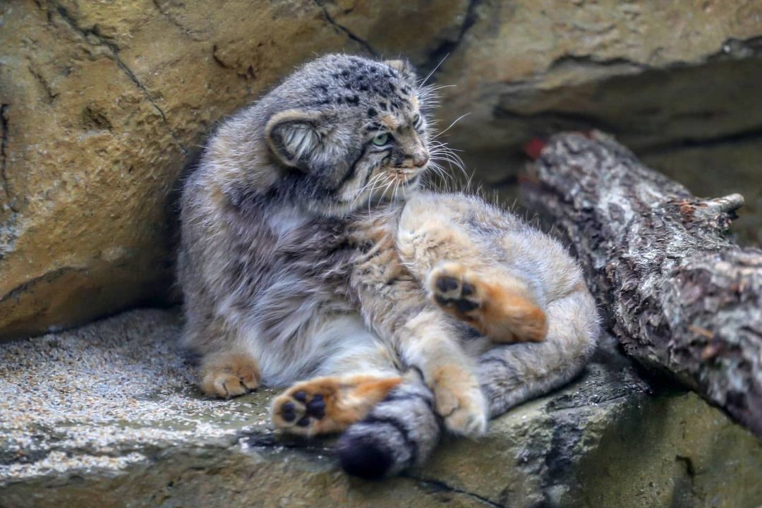 Being a beautiful fluffy cat is not easy... - Pallas' cat, Small cats, Cat family, Fluffy, Milota, Pet the cat, Predatory animals, Wild animals, , Yokohama, Japan, Safari Park, Sight, Washing, Interesting, Longpost