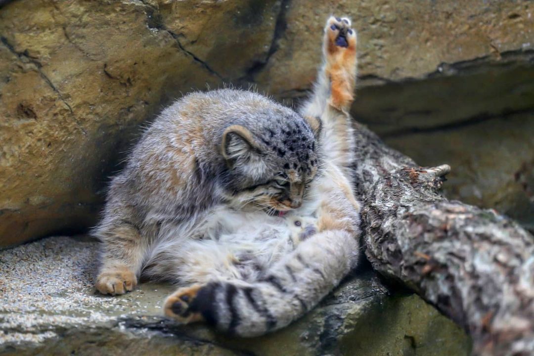 Being a beautiful fluffy cat is not easy... - Pallas' cat, Small cats, Cat family, Fluffy, Milota, Pet the cat, Predatory animals, Wild animals, , Yokohama, Japan, Safari Park, Sight, Washing, Interesting, Longpost