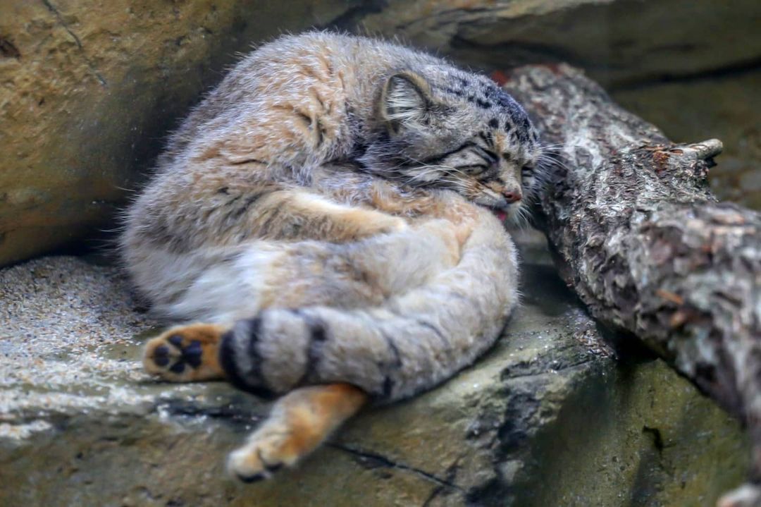 Being a beautiful fluffy cat is not easy... - Pallas' cat, Small cats, Cat family, Fluffy, Milota, Pet the cat, Predatory animals, Wild animals, , Yokohama, Japan, Safari Park, Sight, Washing, Interesting, Longpost