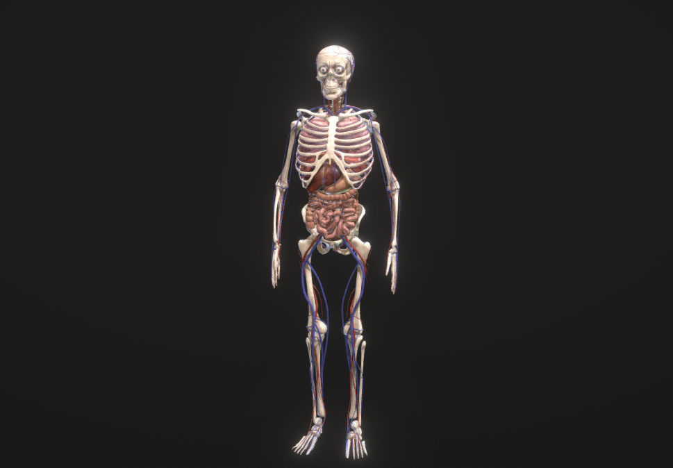 How are bones arranged and what are they made of? Learning in 3D - My, The science, Biology, Nauchpop, Anatomy, The medicine, Video, Longpost, Bones