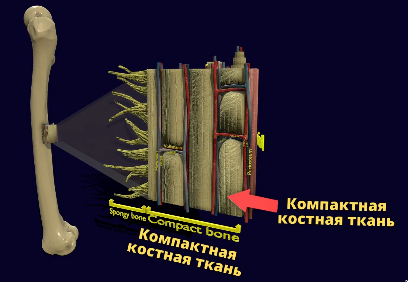 How are bones arranged and what are they made of? Learning in 3D - My, The science, Biology, Nauchpop, Anatomy, The medicine, Video, Longpost, Bones