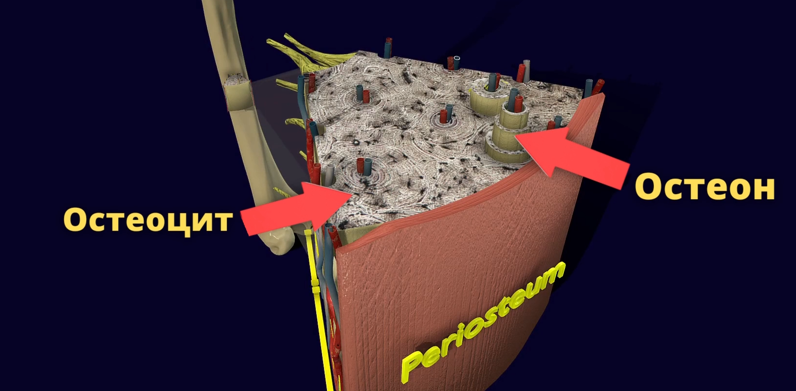 Как устроены и из чего состоят кости? Изучаем в 3D | Пикабу