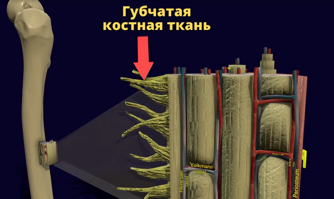 How are bones arranged and what are they made of? Learning in 3D - My, The science, Biology, Nauchpop, Anatomy, The medicine, Video, Longpost, Bones