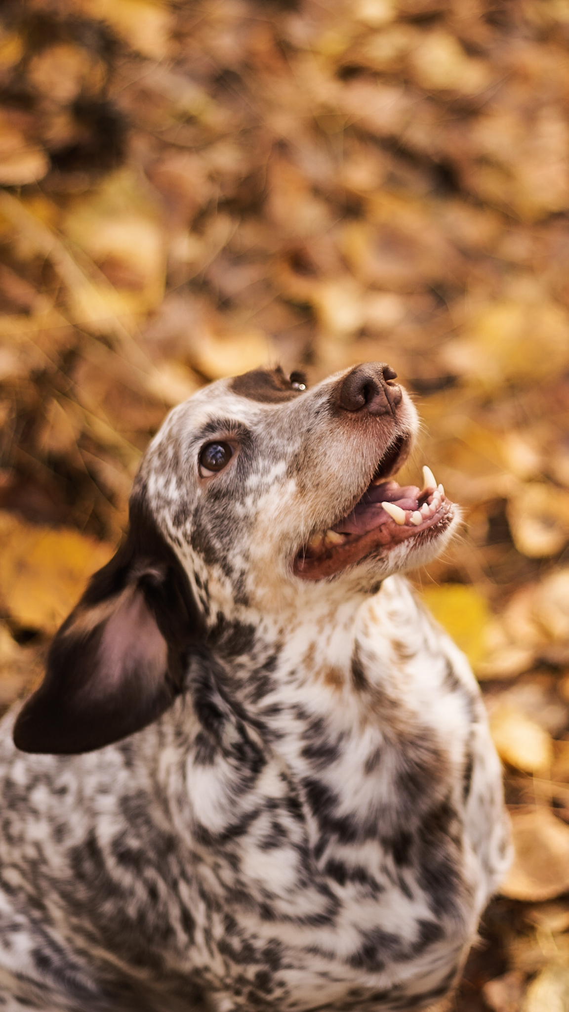 My dog, forest, autumn - My, Dog, Best friend, Туристы, Sony NEX, Longpost, Autumn