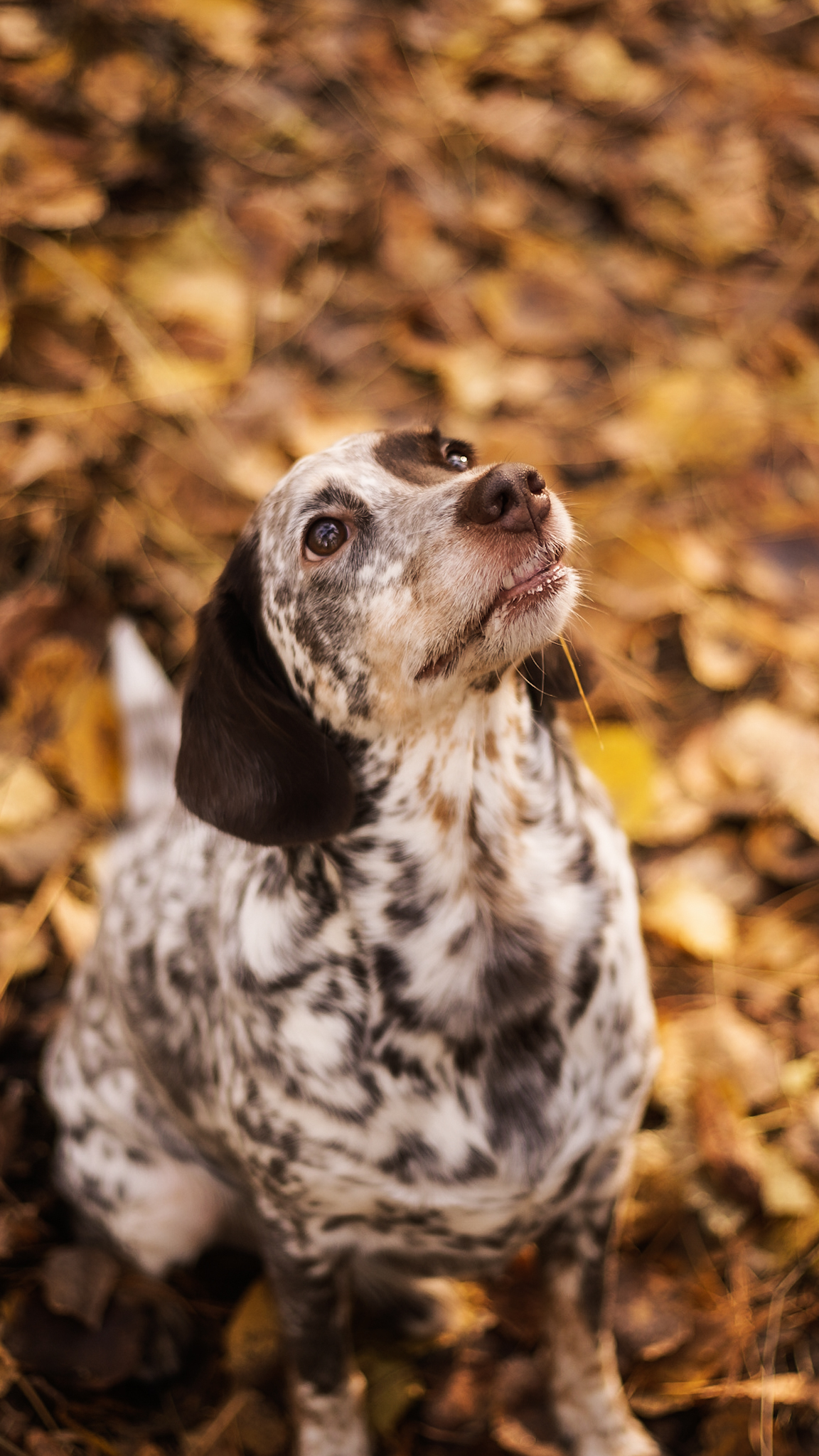 My dog, forest, autumn - My, Dog, Best friend, Туристы, Sony NEX, Longpost, Autumn