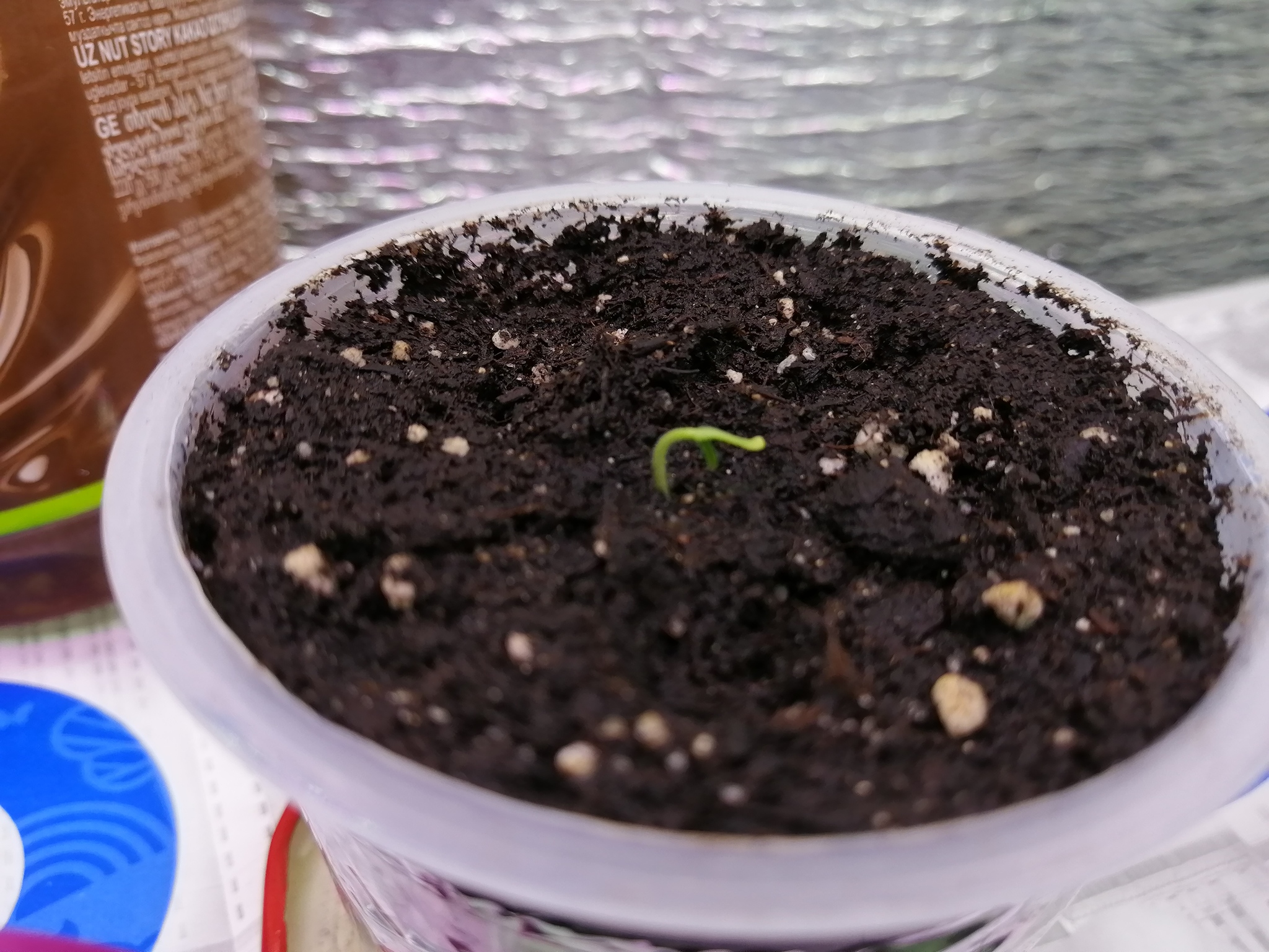 THP-006 and Scotch Bonnet yellow - My, Growing, Hot peppers, Longpost