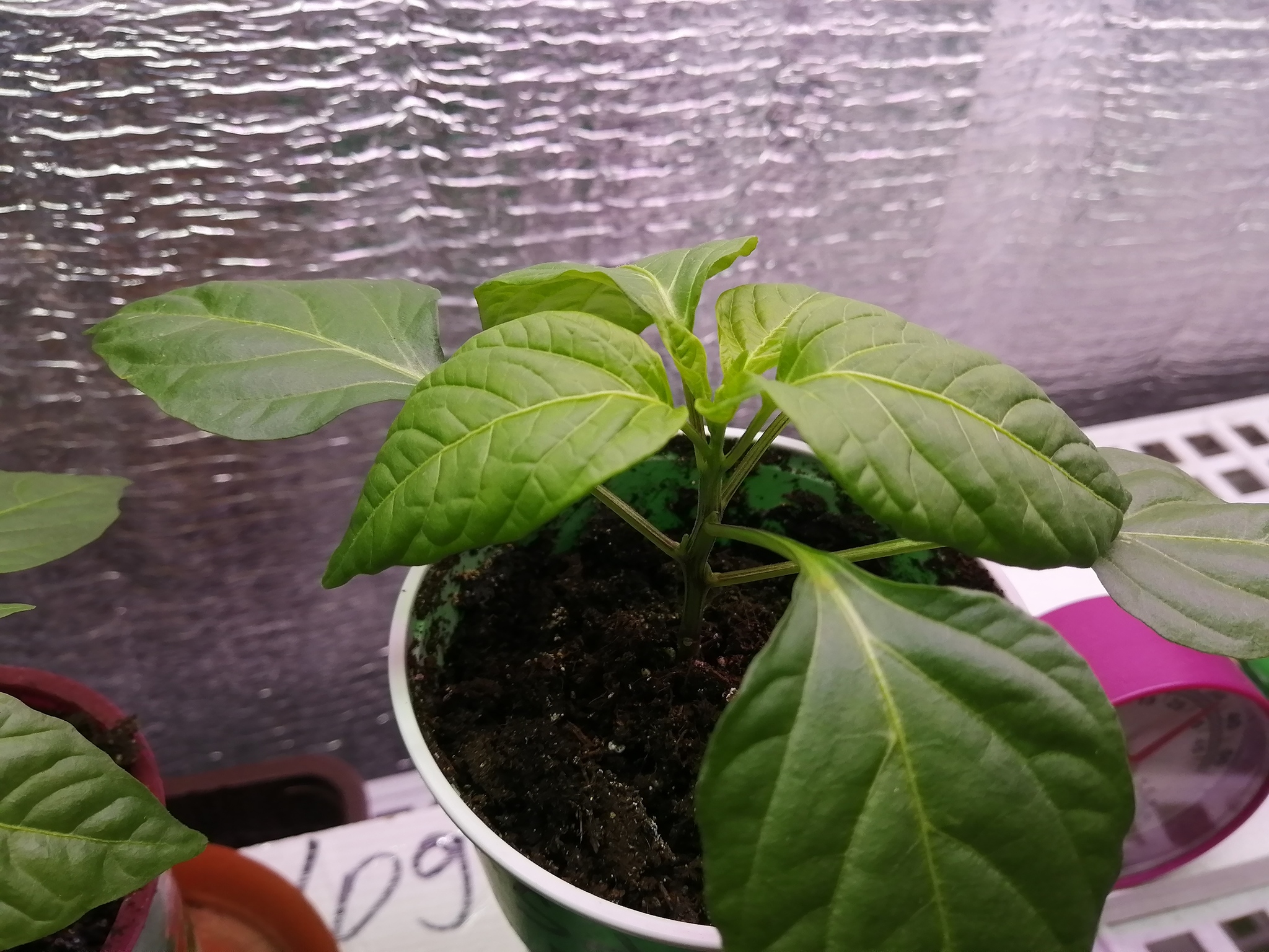 THP-006 and Scotch Bonnet yellow - My, Growing, Hot peppers, Longpost