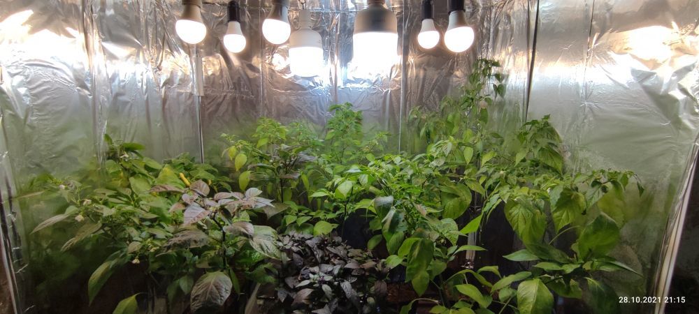 Help with light - My, , Hot peppers, Plants, Growbox, Light, Longpost