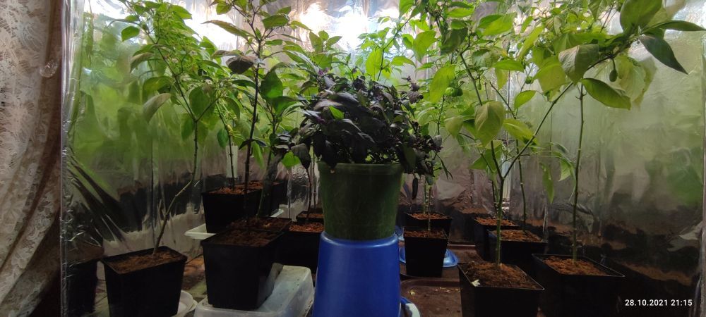 Help with light - My, , Hot peppers, Plants, Growbox, Light, Longpost