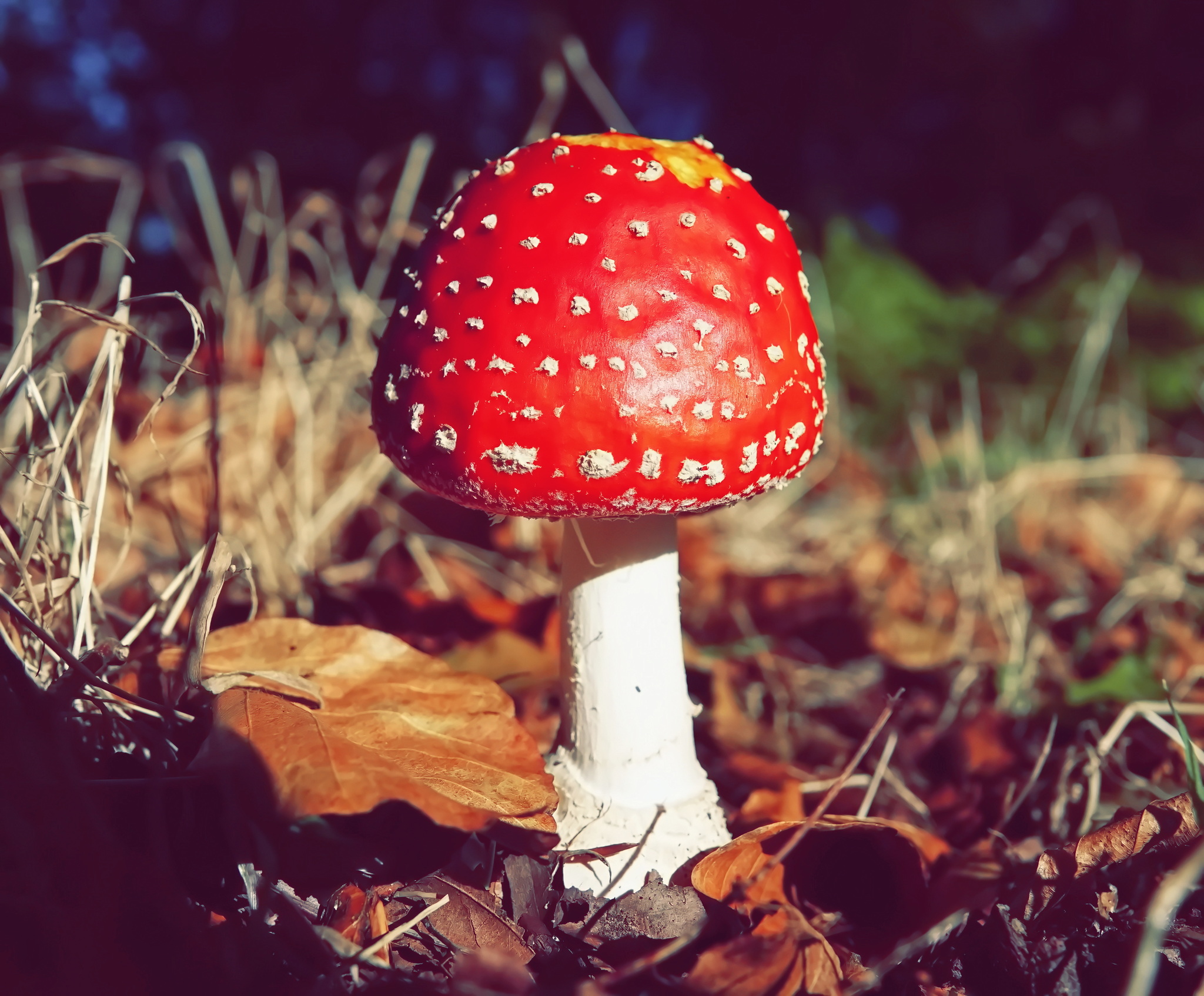 Fly agaric - the most photogenic mushrooms - My, Mushrooms, Fly agaric, Nature, Longpost