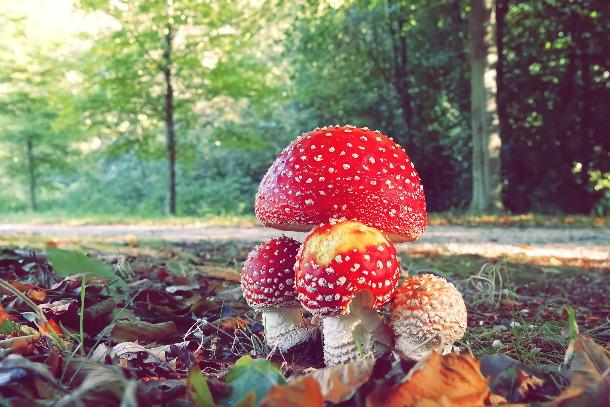 Fly agaric - the most photogenic mushrooms - My, Mushrooms, Fly agaric, Nature, Longpost