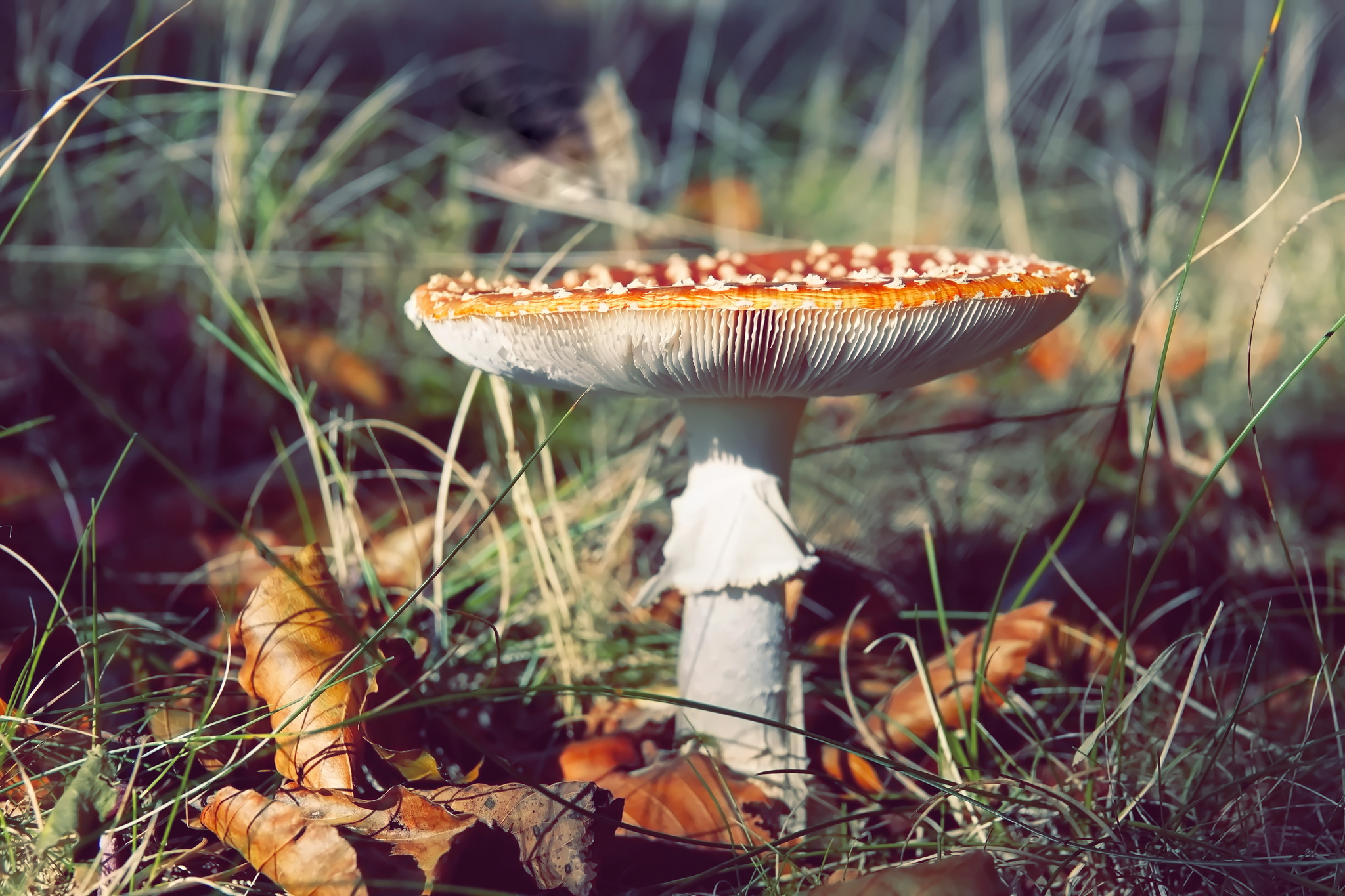 Fly agaric - the most photogenic mushrooms - My, Mushrooms, Fly agaric, Nature, Longpost