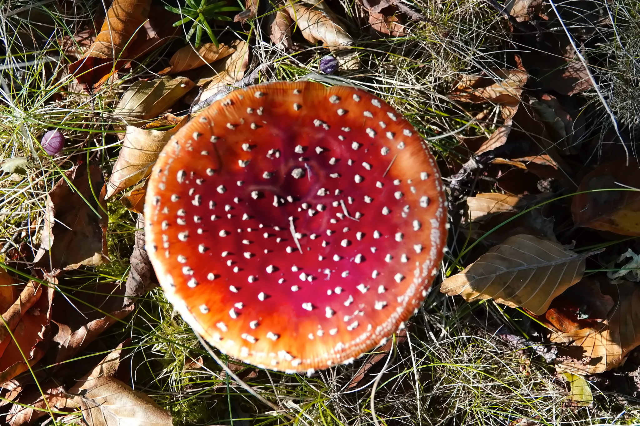 Fly agaric - the most photogenic mushrooms - My, Mushrooms, Fly agaric, Nature, Longpost