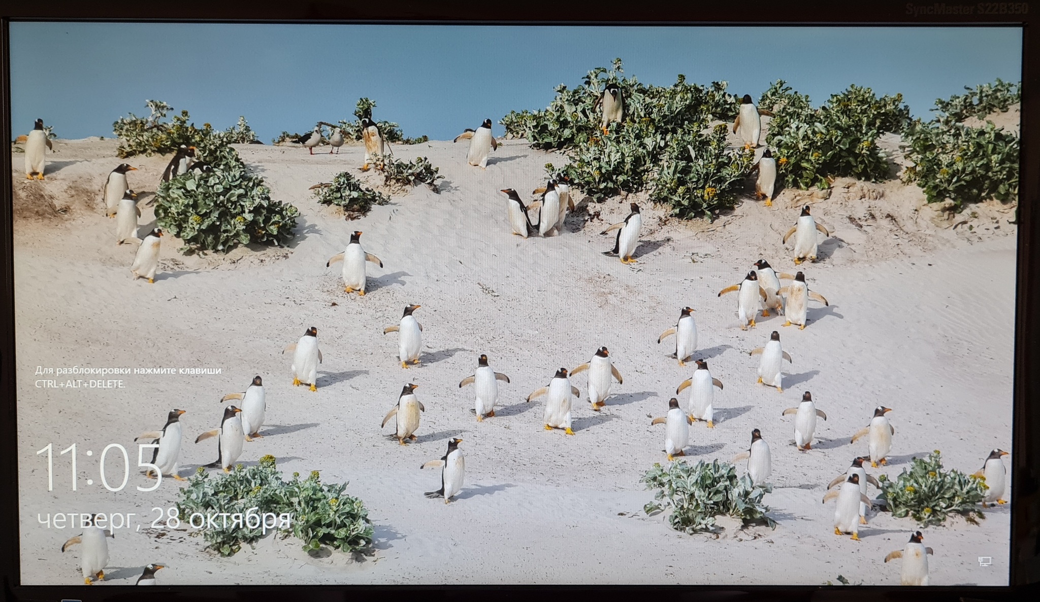 Penguins on the sand - My, Penguins, Africa, Unified State Exam