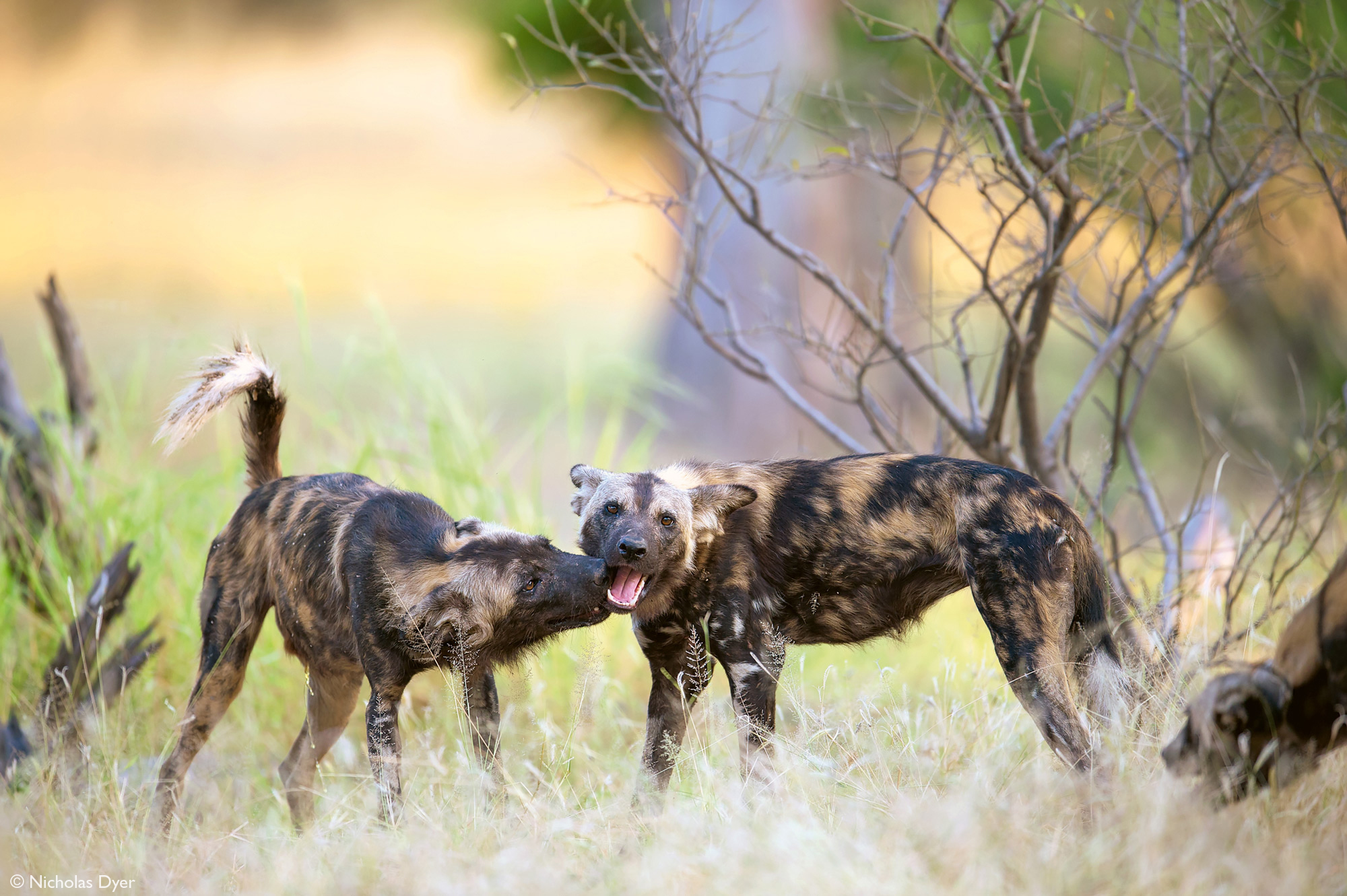 Fading Dynasties. - Hyena dog, Canines, Predatory animals, Wild animals, wildlife, National park, Rare view, Africa, Puppies, Longpost, Text, The photo