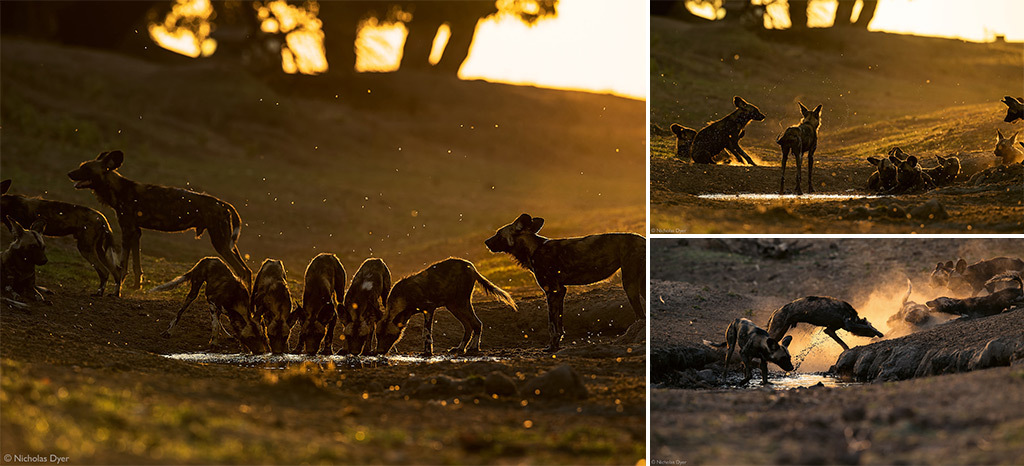 Fading Dynasties. - Hyena dog, Canines, Predatory animals, Wild animals, wildlife, National park, Rare view, Africa, Puppies, Longpost, Text, The photo