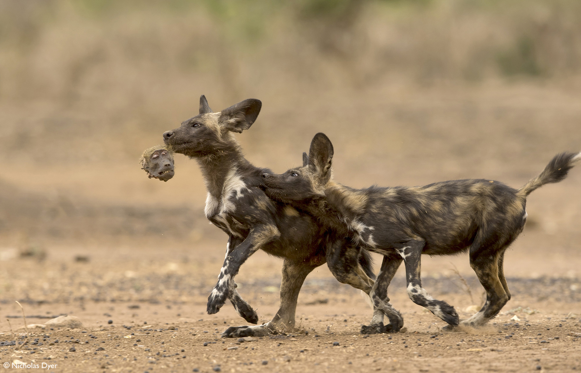 Fading Dynasties. - Hyena dog, Canines, Predatory animals, Wild animals, wildlife, National park, Rare view, Africa, Puppies, Longpost, Text, The photo